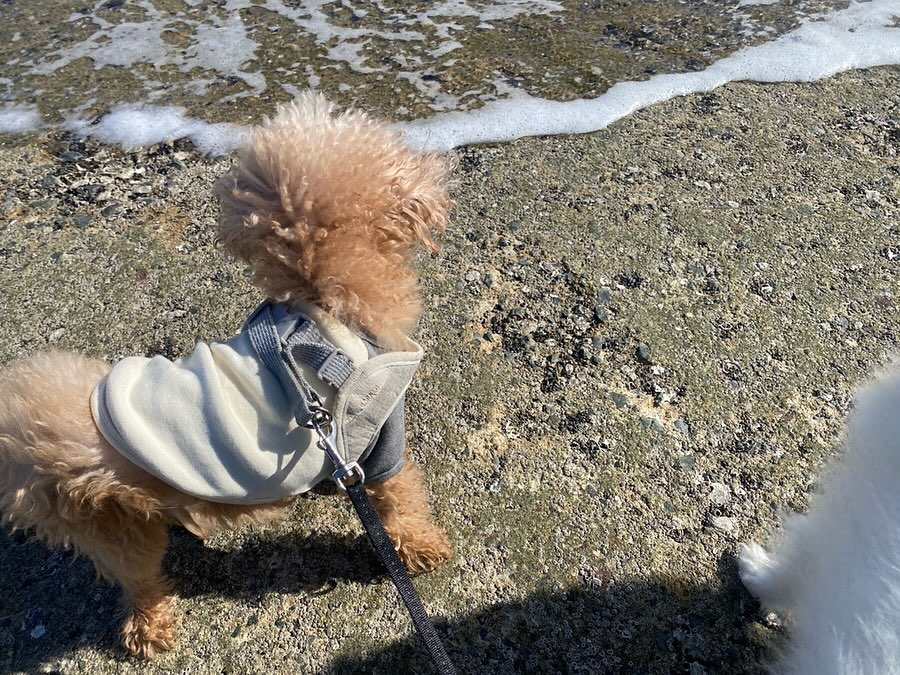 동해 ❤️ 서해 ❤️ 남해까지 접수 🐶🐶