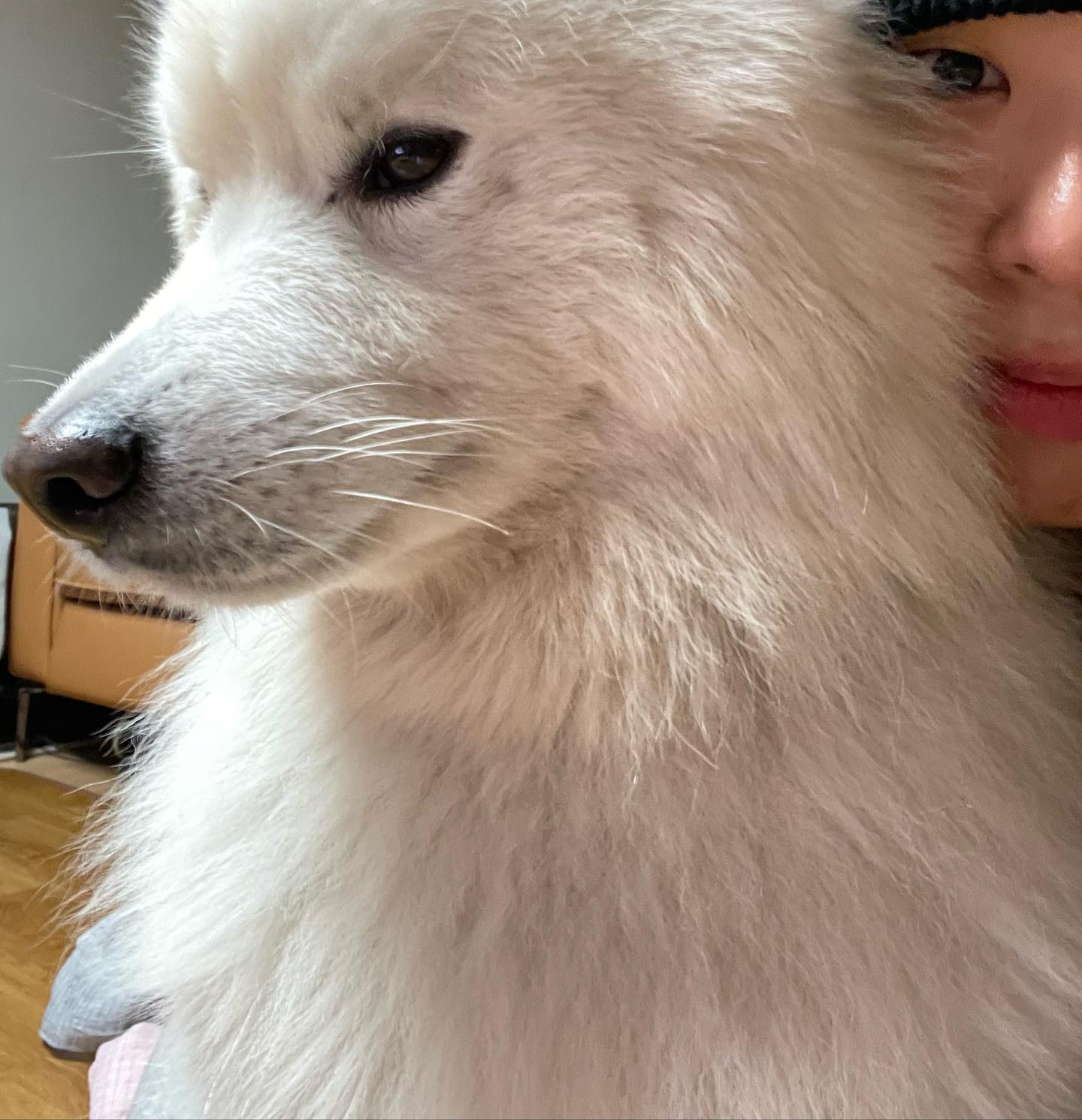 몽룡이와 2주간 동거하기 (완)
 요새 많이 힘들었는데, 몽룡이 보면서 힐링 왕창했다 !! 🥹🥹 몽룡아 동생 잘 돌보고!! 나중에 또 보자!💗💗