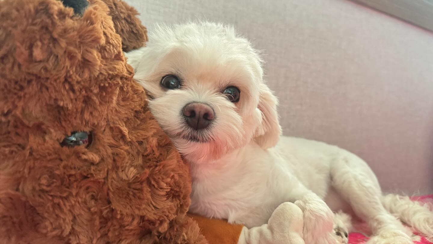 엄마인형은 내배개양🧸