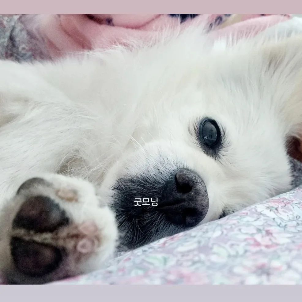 일어나기싫구나🫢

#강아지 #덕이 #스피츠덕이 #덕이누나 #사지말고입양하세요