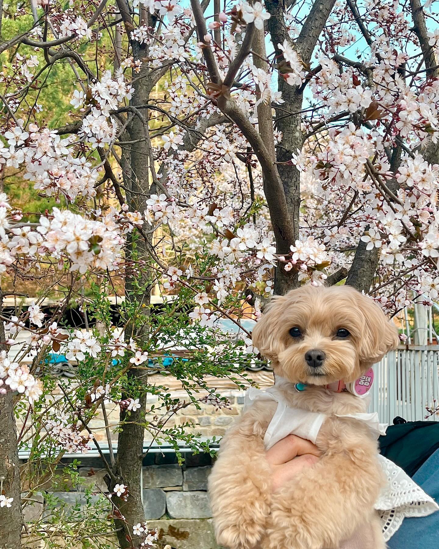 ღ’ᴗ‘ღ 

귀여우니까 꽃개사진 잔뜩올려야지🌸