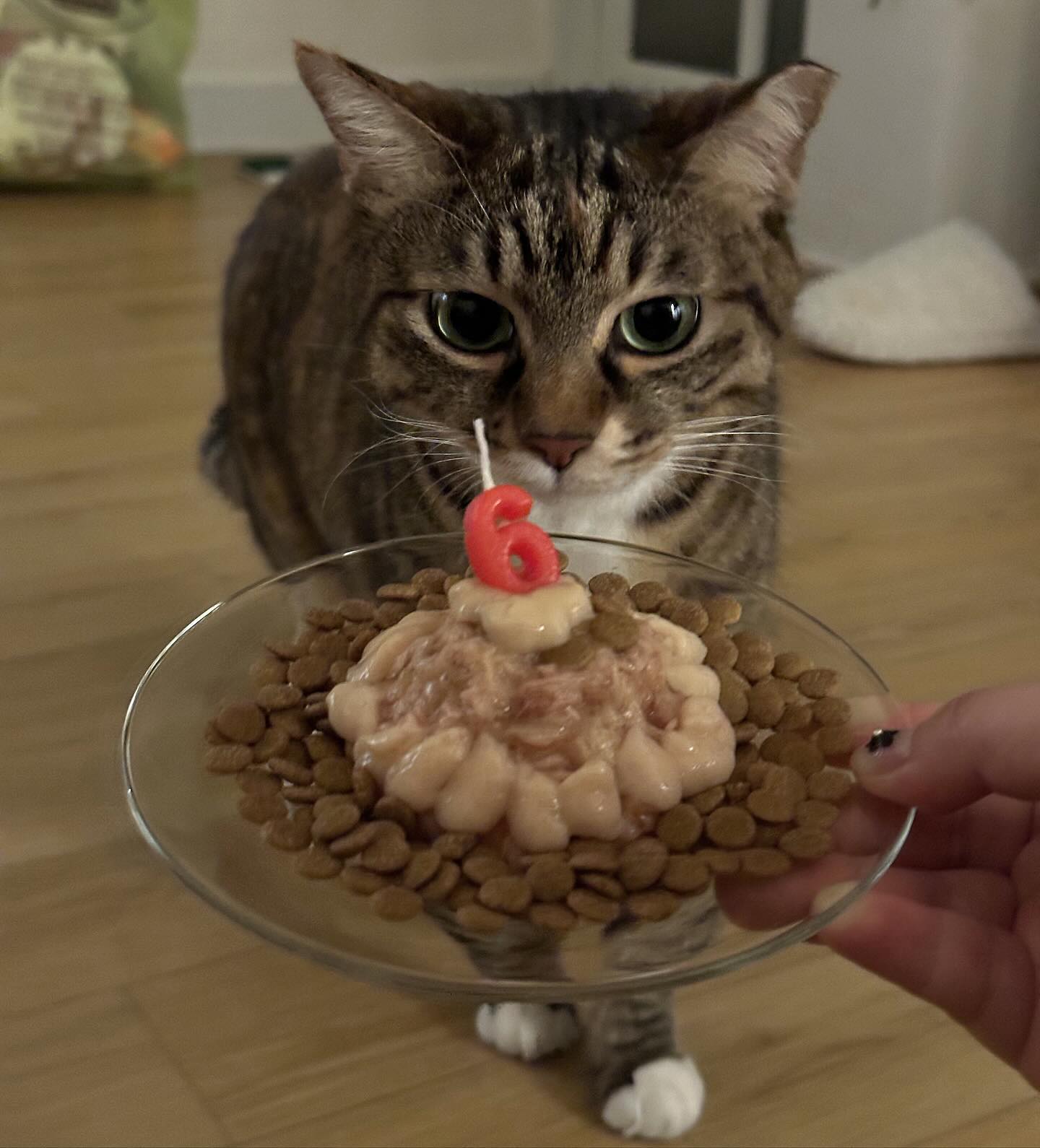 6살 생일을 축하해 🎂
사랑하는 내 아기고양이 쁘니🐱💖
더 바라는건 없어 아프지말고 건강하자 🤍