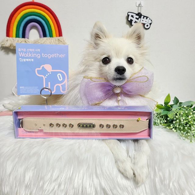 찐빵🐶 우리집공주👸 on Instagram: "#협찬 컴컴한 겨울산책에서 찐빵이를 환화게 밝혀줄🌃 ▶️함께하개의 반려견 LED웨어러블 디바이스🌟 ✔️수작업 가죽공예의 고급스러운 디자인 ✔️