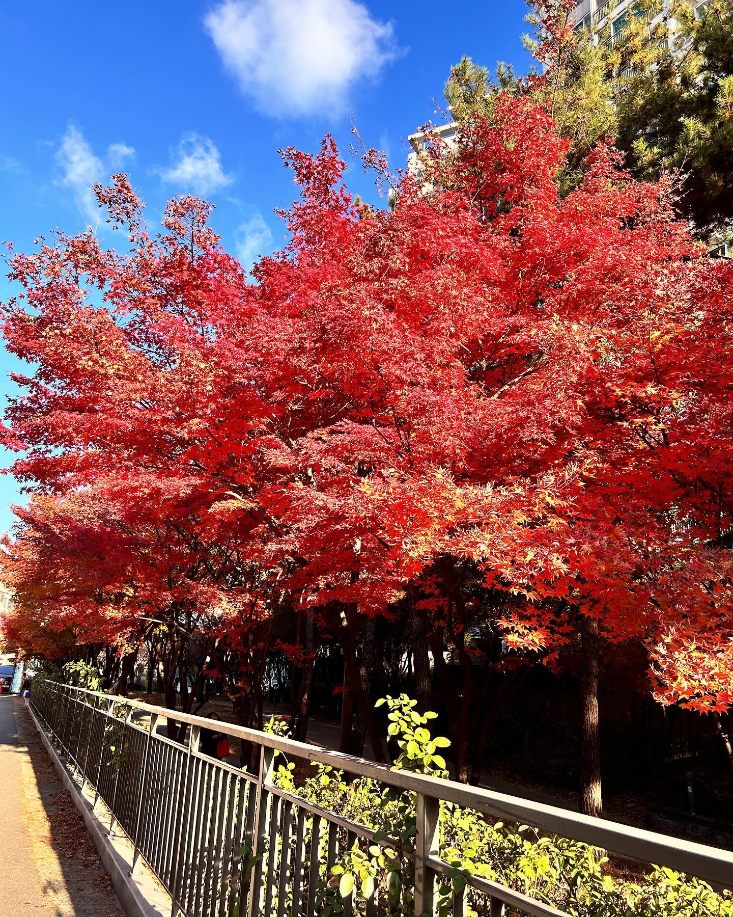 Fall #red #tree #seoul