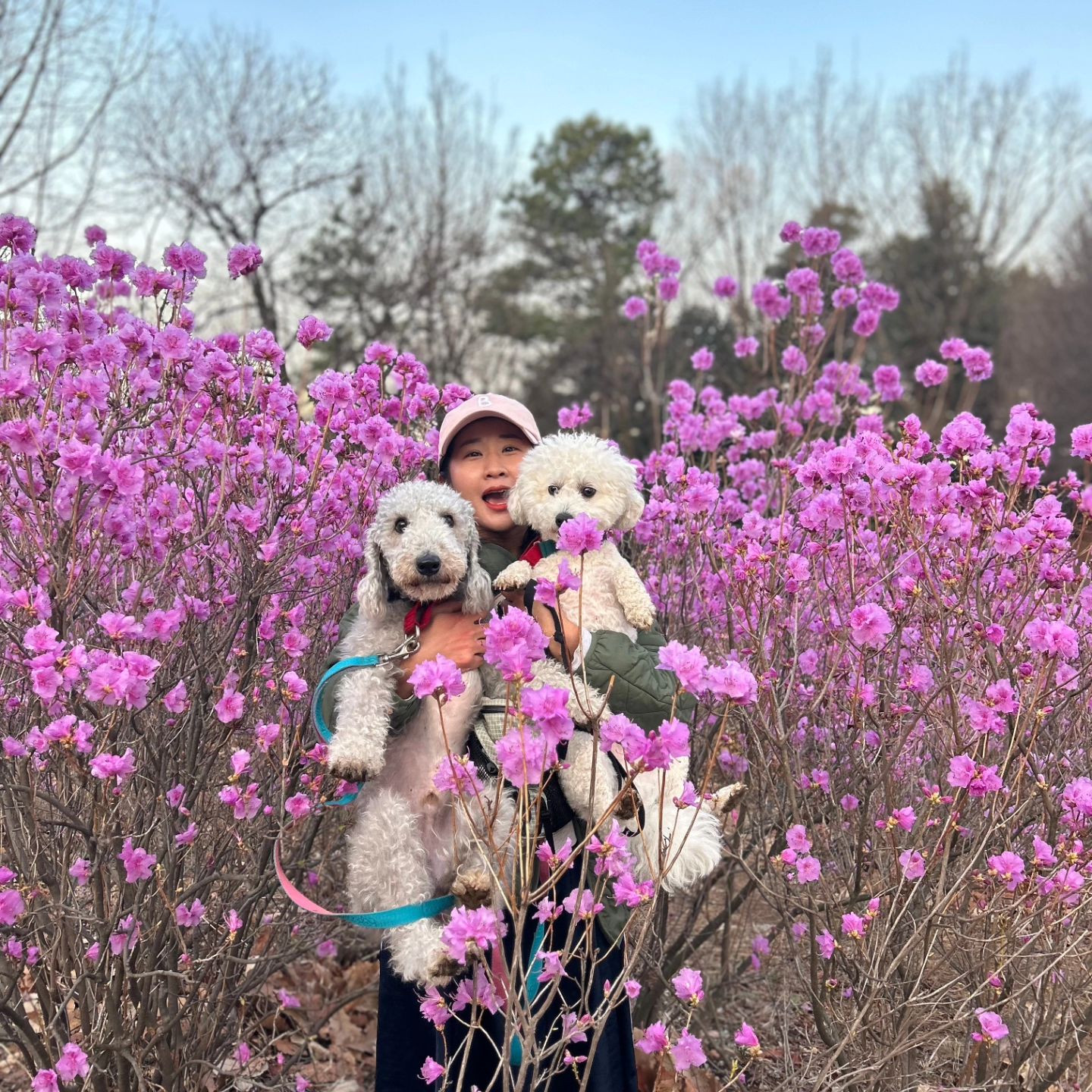 🌸개돌라잇 견생 처음 진달래구경🌸

견생 처음으로 진달래를 구경하고 온 개돌라잇!
만개한 진달래동산도 너무 예뻤고
개돌라잇따순 댕댕이들도 너무 예뻤!!!

사람 터질것같아서 새벽에 일출보고 호다닥
한적하게 구경하고! 두부전골에 김치오징어감자전(??)까지!
또 먹고싶다!!!!!!!!
.
.
#함께해준 #개돌라잇따순
#그리고이모들까지❤️ #고마와요
#다음엔 #철쭉구경 #벚꽃구경 #갈꼬에요
.
.
#여행 #트레킹 #하이킹 #청춘 #힐링 #등산 #산스타그램 #등산스타그램 #반려견동반산행 #애견동반산행 #원미산 #원미산진달래동산 #원미산진달래축제 #진달래 #진달래꽃 #진달래축제
