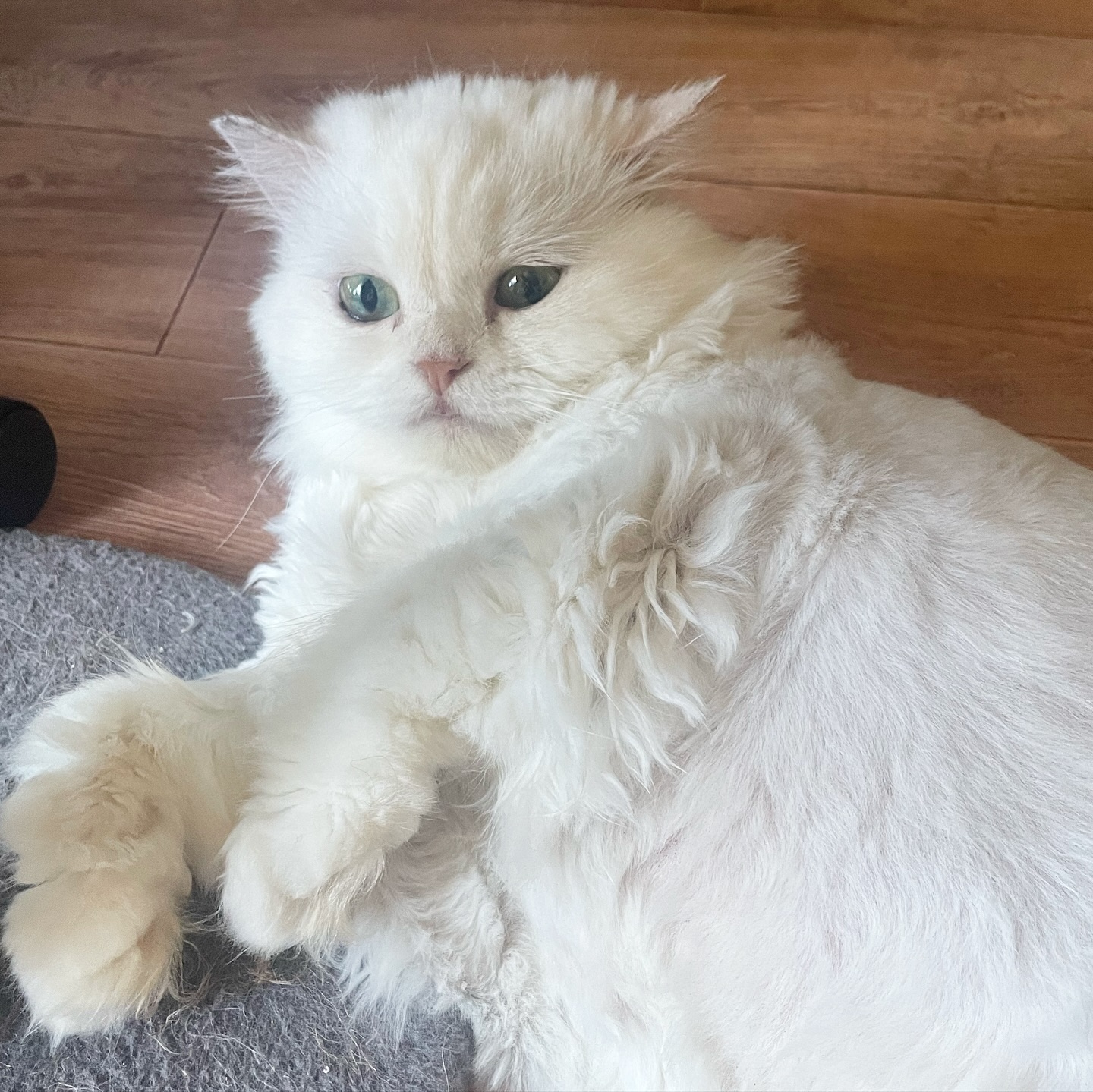 ㄱiㅇㅕㅂㅓ ••• 💞

#귀여운고양이