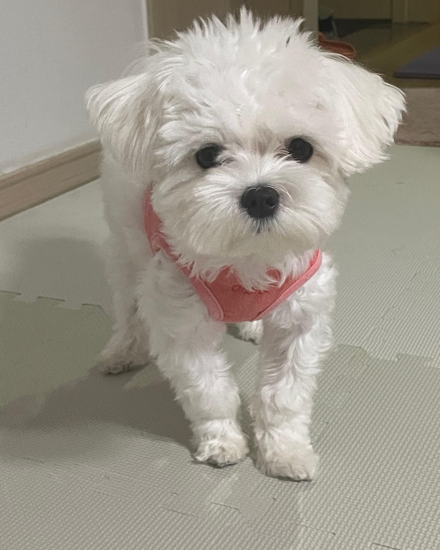 짧둥루이 진짜 너무너무너무 귀엽다ㅠㅠ 카톡 프로필사진+폰배경화면+친구들한테 매일 짤처럼 보내기 즁..
