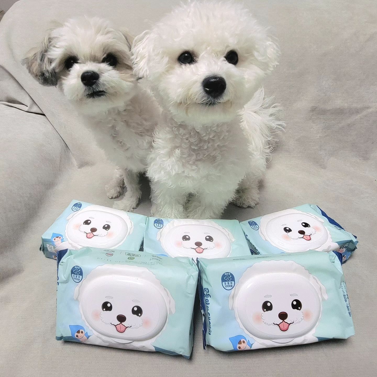 #광고 #협찬 soondoongi_pet

꼭 필요한 필수템!! 댕댕이 물티슈!!🧻

하랑이 하울이가 자주 쓰는 순둥이와 댕댕이 물티슈!!

한팩에 대용량 80매가 들어있는 물티슈라구!!🧻

🤍반려견 피부 산도에 맞춘 중성 물티슈라 안심!!

🤍생분해 원단으로 환경부담까지 DOWN!!⬇

🤍눈, 눈물자국, 코, 입, 귀, 손, 발 모든 부위 사용 가능

🤍자극없이 부드럽고 잘 닦이는 한국산 클라라 원단 사용!

🤍무향료라 거부감없이 사용가능!

집에서 사용하기 좋구 또 장기간 여행할때도 좋구 모든 부위에 사용할 수 있어서 조아!! 이제 순둥이 물티슈 없으묜 못살아🫶