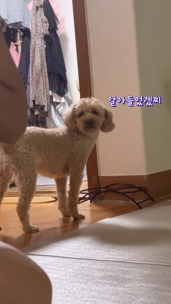 밥 때를 놓쳤을 때 강아지 반응
#우리집 #강아지 #귀여워 #🐶