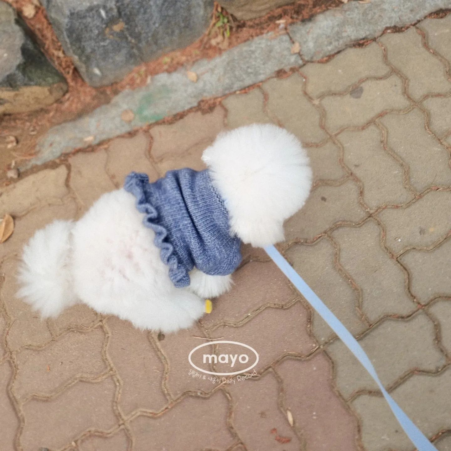 몸매 머선일이야
이게 진짜일리없쒀엉
궁둥이 꿀벌컷 한 것도 아닌데 잉이랑 비슷하잖아!
다이어트 선언이닷!!!!

#왕크왕귀 라지만 열살인데 관리해야지 #뚱뚱아
#비숑프리제 #비숑 #다이어트 힘들어 #강아지다이어트