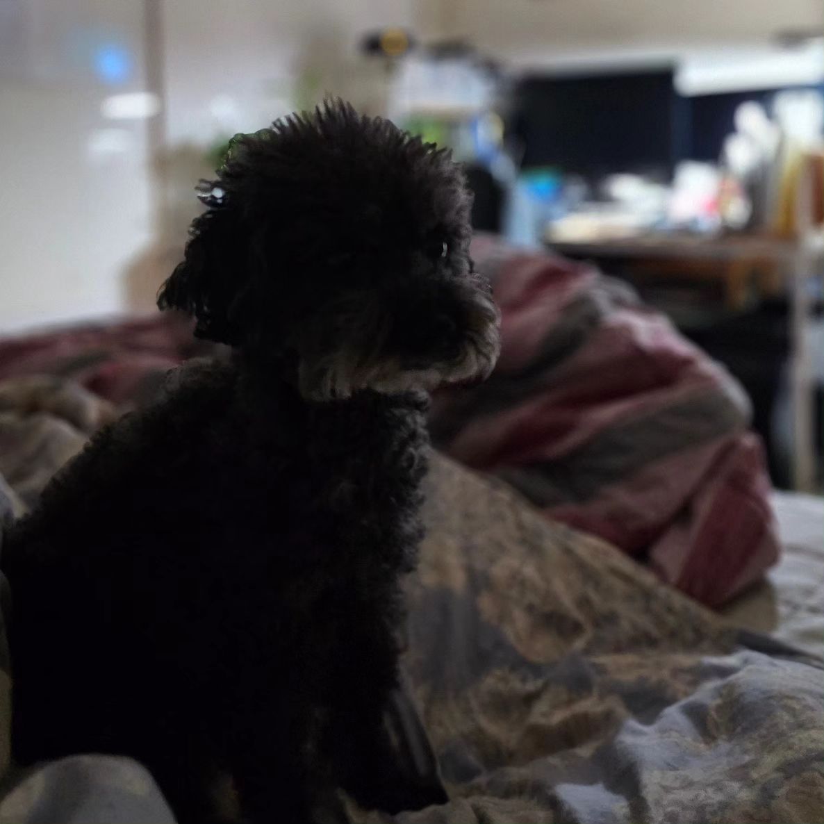 #블랙푸들베베 

검둥이 베베