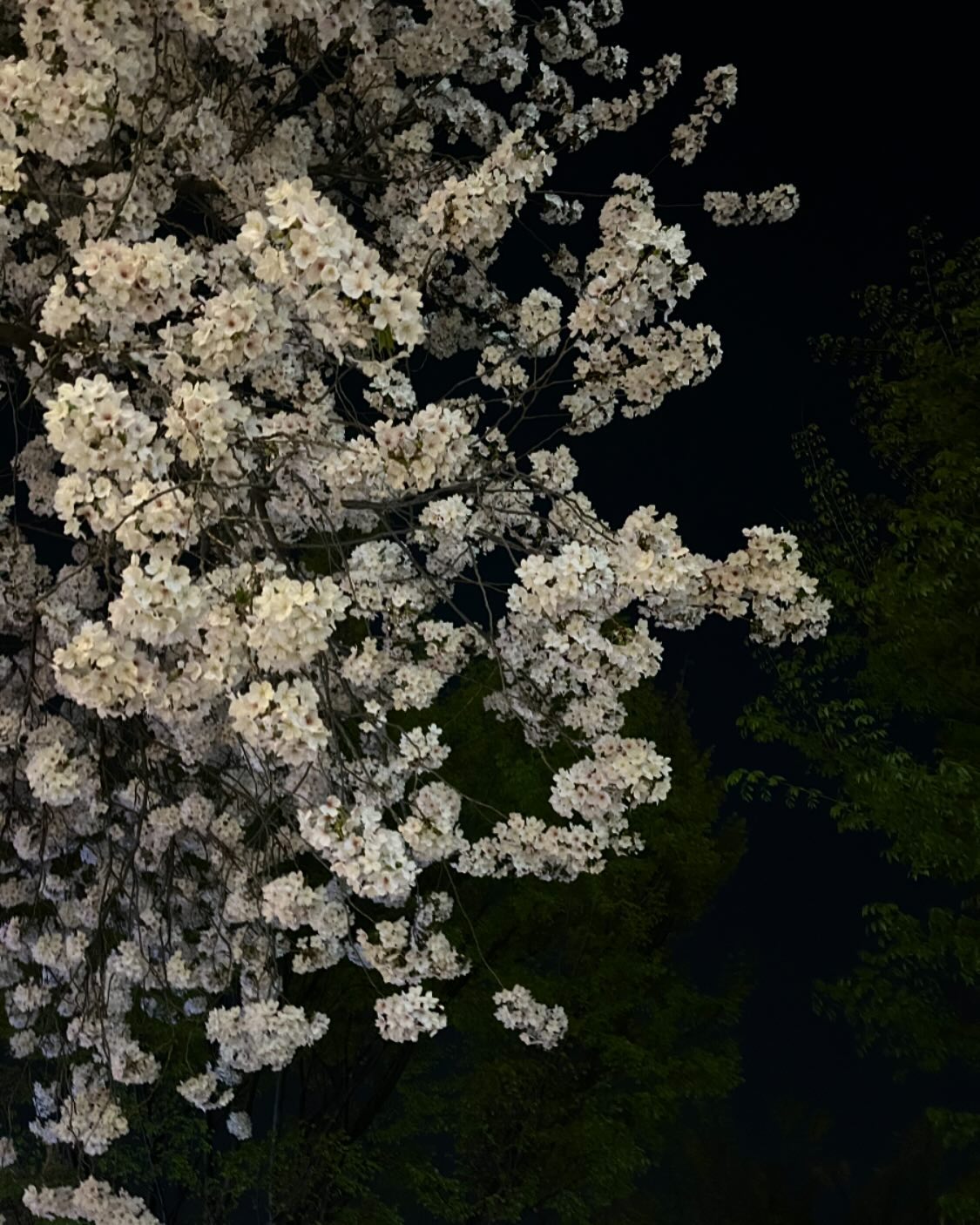🌸