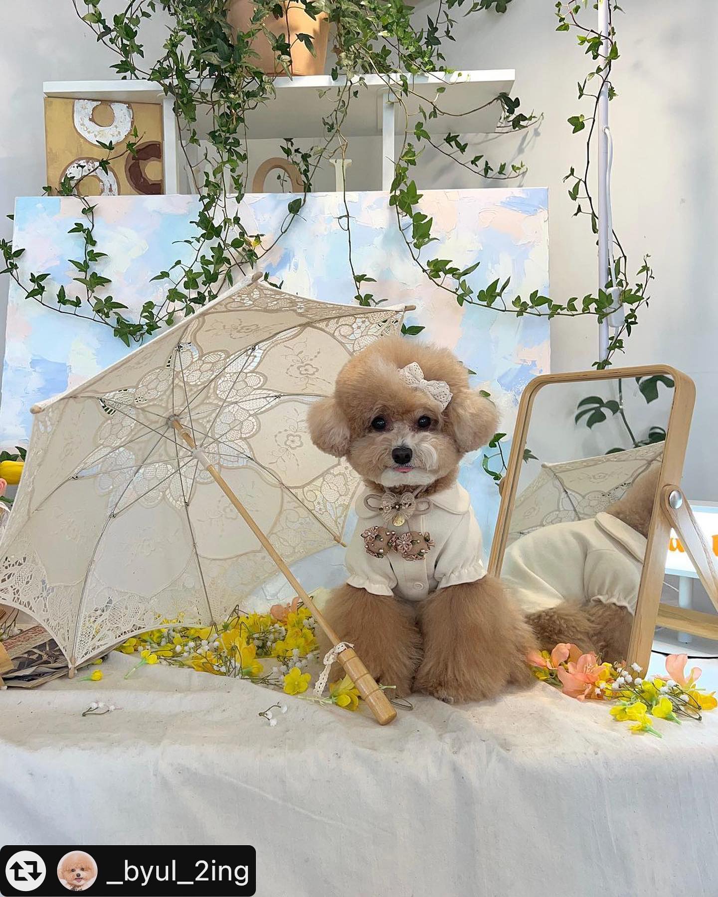 우리 예뿐 별이~ 🤩 별이 볼때마다 이모 눈이 요렇게 됨🤩🤩🤩 #허니와레몬 #강아지핀 #강아지헤어핀 #반려동물액세사리