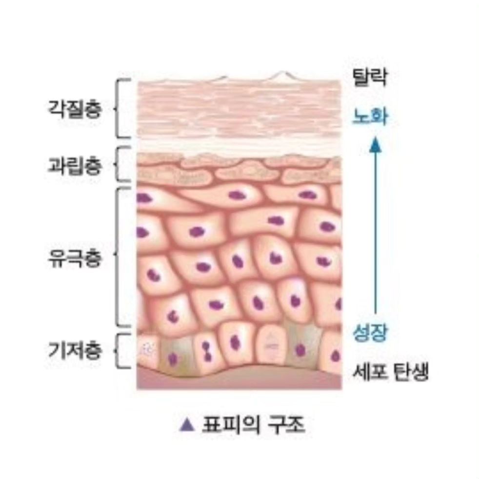 #물방울리프팅
1.3.10.17 메가헤르츠 네가지 파장의 초음파 진동에너지를 
피부속으로 조사하는 관리 

조사된 초음파 진동이 피부속을 자극하여 
신진대사가 활발해지고 콜라겐.수분등이 뿜어져 나오게 
도와줍니다 

🤚세포.조직등이 자극이 되고 .
🤚콜라켄 수분 뿜어져 나와
🤚피부가 젊어지게 되고 
🤚건조해진 피부재생
🤚탄력이 살아나 윤곽이 뚜렷해지고 
🤚피부트러블 진정
🤚여드름주기 완화 
다양한 효과가 자극없이 이루어 집니다 

산부인과에서도 아가 볼때 사용하늦 초음파
그만큼 자극없고 무해하답니다 

시간과 돈이 허락하는 만큼 받으면 좋은 시술 1위
물방울리프팅 

꾸준한 관리 만큼 좋은게 없습니다 
나이들어 비싼 시술 수술도 좋지만 더좋은건 젊어서부터 
꾸준한 관리로 지금 현재 상태를 유지 하는것입니다 

꽃다비스킨케어는 가장 빠르고 트렌디 하게 
신상 제품 앰플 관리를 만날수 있는 관리실 입니다 

좋은 제품 관리가 제일 먼저 들어오는 곳이죠!

피부상담 잘해주는 꽃다비스킨케어로 피부예뻐지러 오세요!

#송탄 #평택 #피부관리 #스킨케어