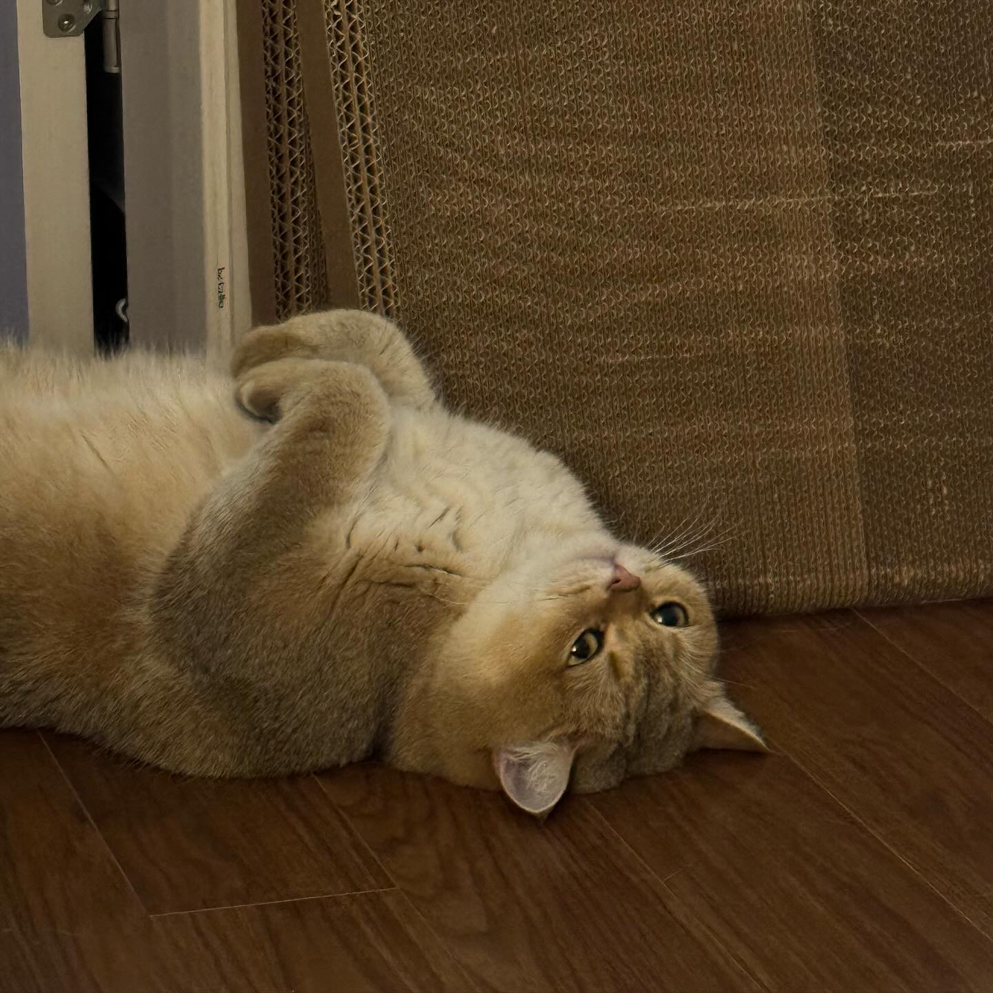 #무념무상 #고양이