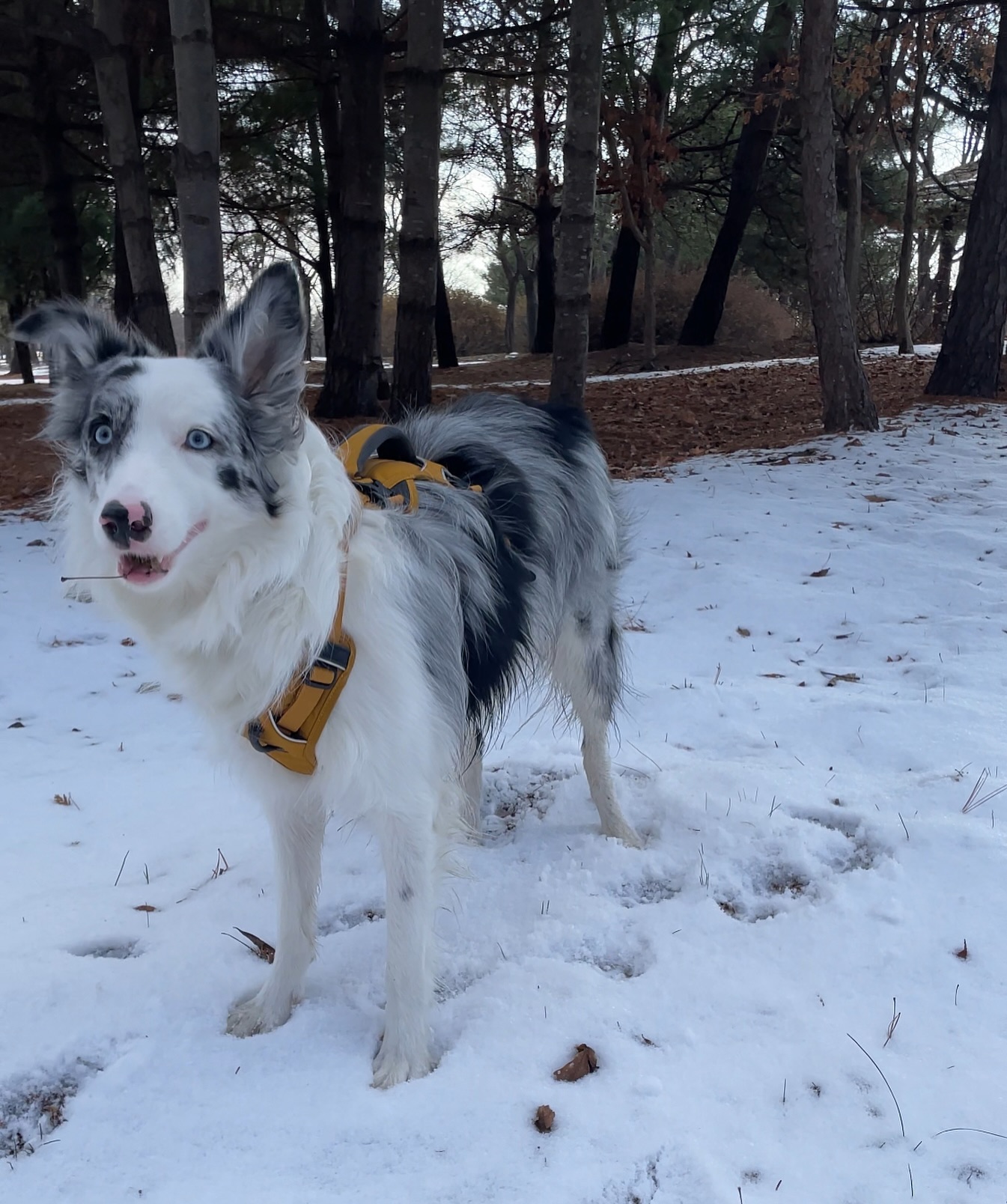 정오월, 겨울이 꽤나 잘 어울리는 편 ❄️