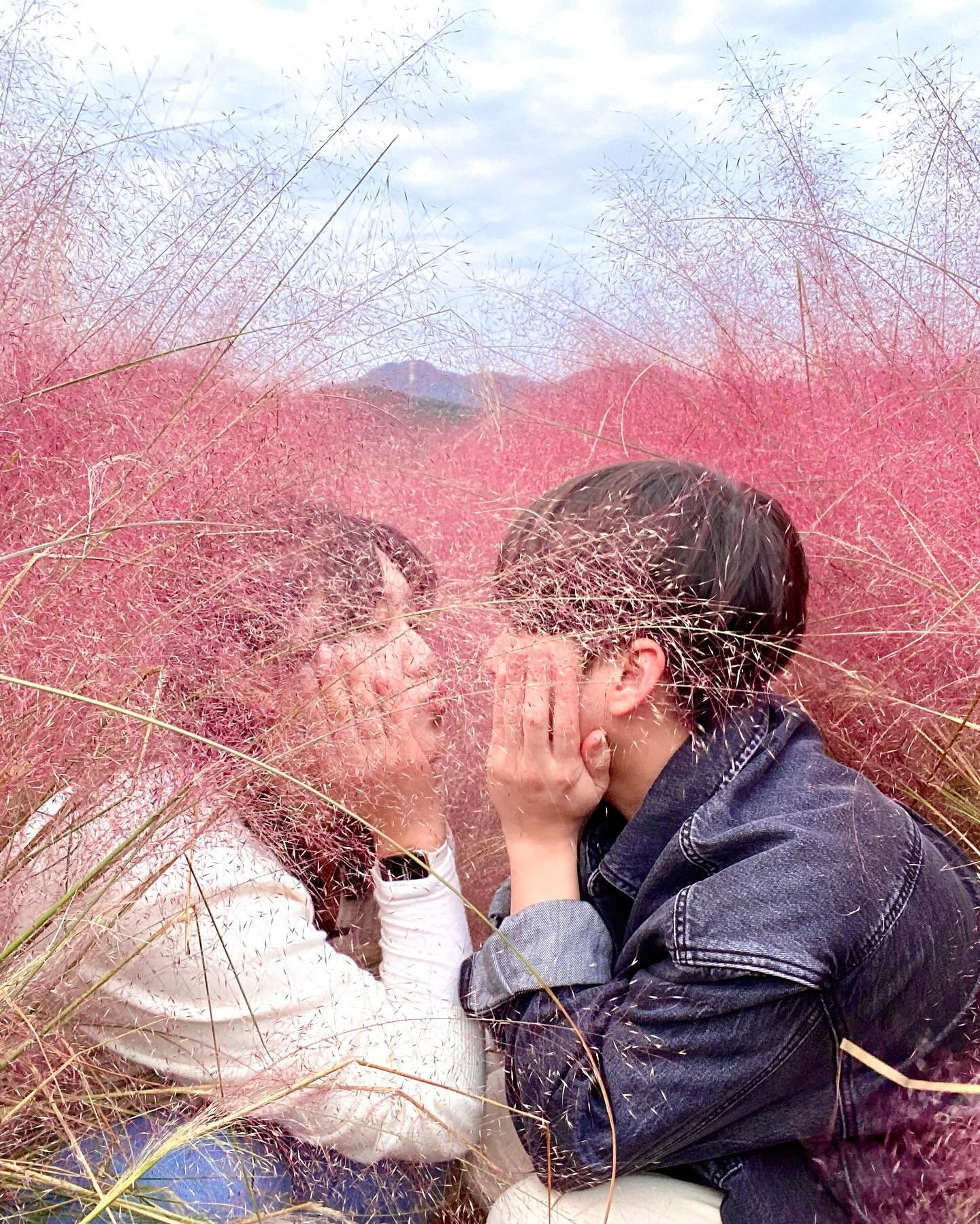 요때 핑크뮬리는 꼭 봐줘야되구등여