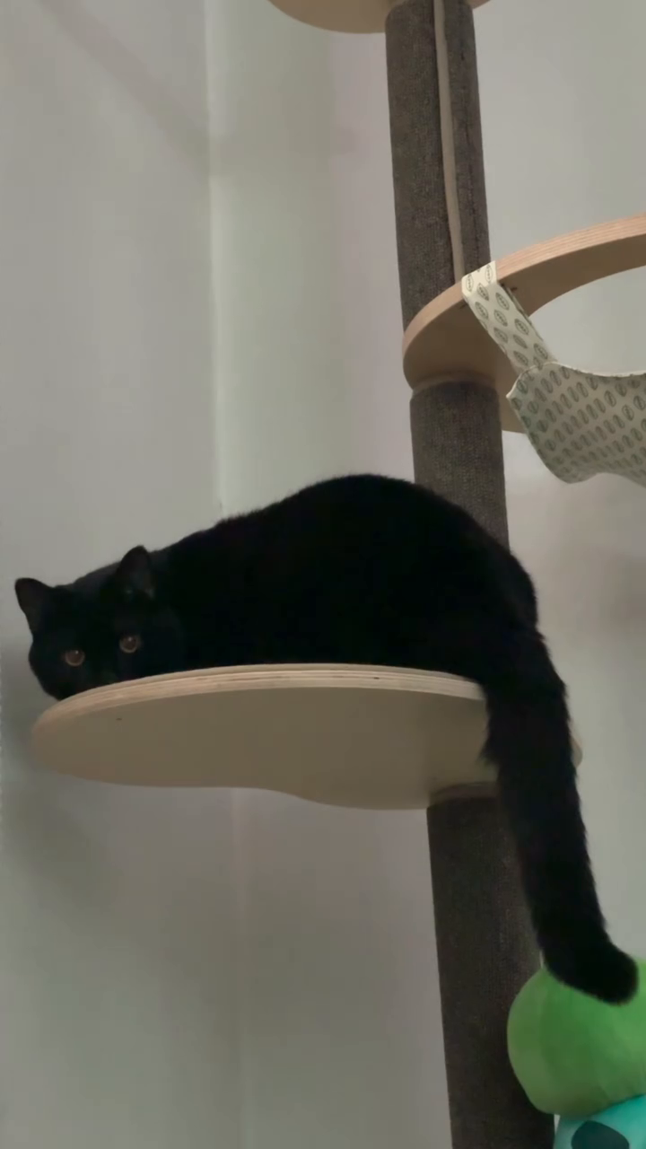 기염둥이 깜장 고양이 쿠로🐈‍⬛