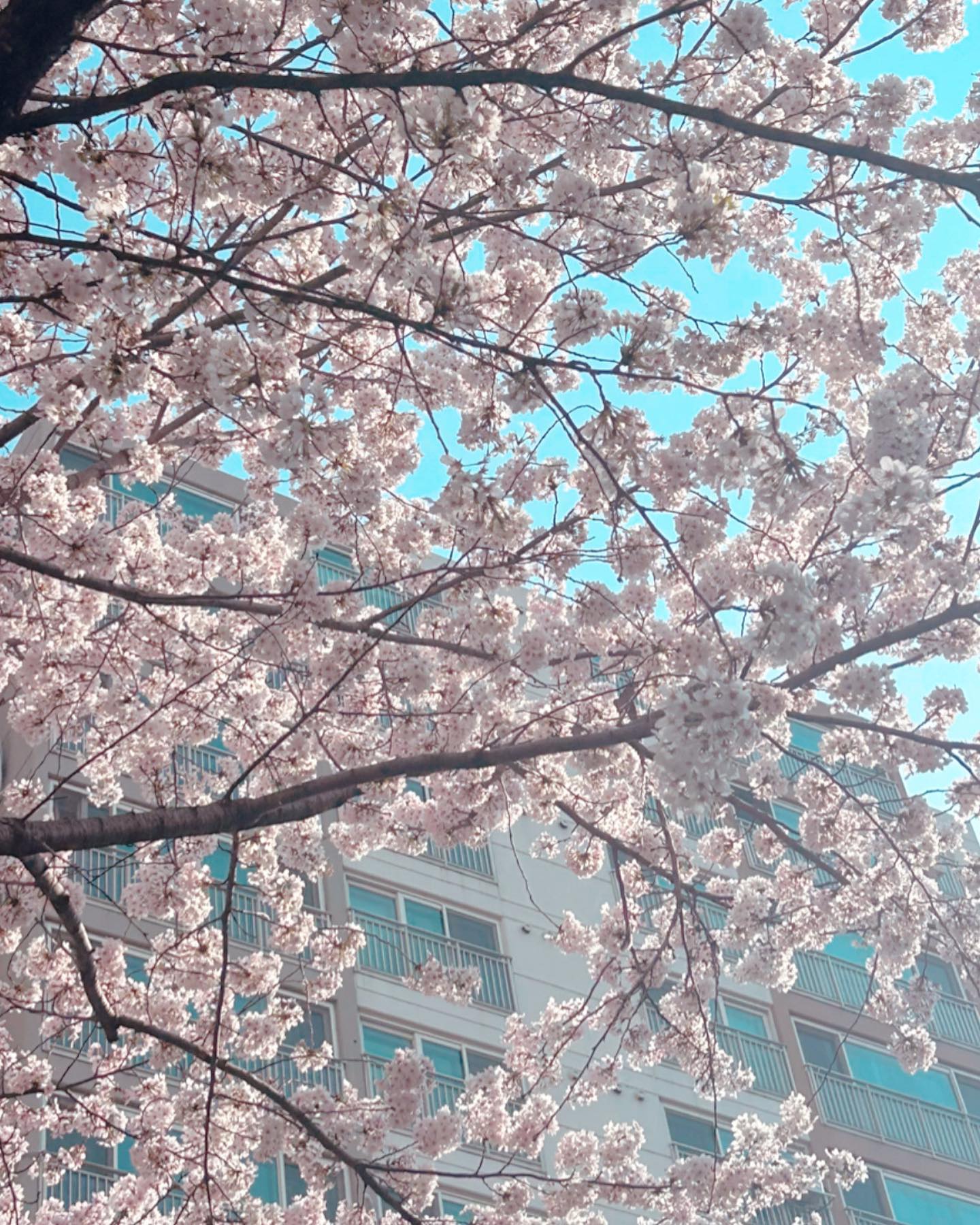 🌸

#05#06#07#07년생#보고싶다#담에같이가자#고1#고딩스타그램 #럽스타그램#ㅅㄹㅎ#벚꽃#벚꽃명소