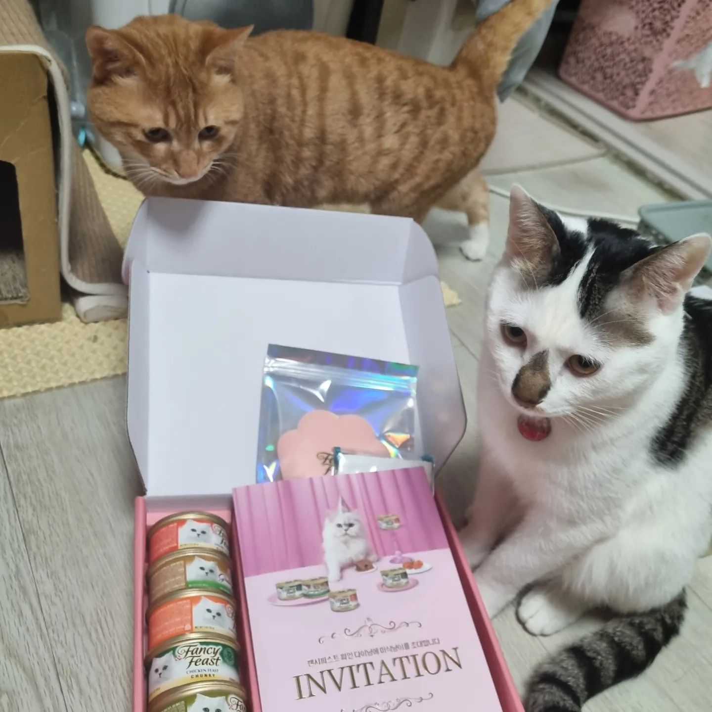 토리랑이네 팬시피스트 체험단에
뽑혀 맛있는 캔들 먹어봐따냥😻

얼마나맛있는지 아주그냥
바닥까지 핥아먹어따옹 ㅎㅎㅎㅎ
이쁜 캔커버랑 스푼까지🥰
거기다 이쁜 핑크박스에 담겨온 냠냠이들 너무너무 맛있게잘먹어따옹~~ 

클래식연어,그레이러버스연어,치킨&튜나,청키치킨,클래식 칠면조&지블렛

육즙가득 탱탱한 그레이비 타입,부드러운 무스타입,조각내어진  플레이크타입 종류별로 있어 좋아하는 취향이 뭔지 알 수 있더라구요 🥰 ㅎㅎ 

도토리는 뭘 좋아하는지,
랑이는 뭘 좋아하는지알아봤는데
대부분 잘 드시더라구요 😁ㅋㅋ
씹는걸좋아하나했는데 부드러운 무스타입도 잘먹고~ㅎㅎ

다 잘먹어주니 고맙네요 ㅎㅎ

토리랑이 뽑아주셔서 고맙습니다!

#팬시피스트 #팬시피스트화이트라벨
#고양이습식 #반려묘습식 #팬시한미식냥이 #냥스타그램 
#고양이 #냥팔맞팔 #야옹이