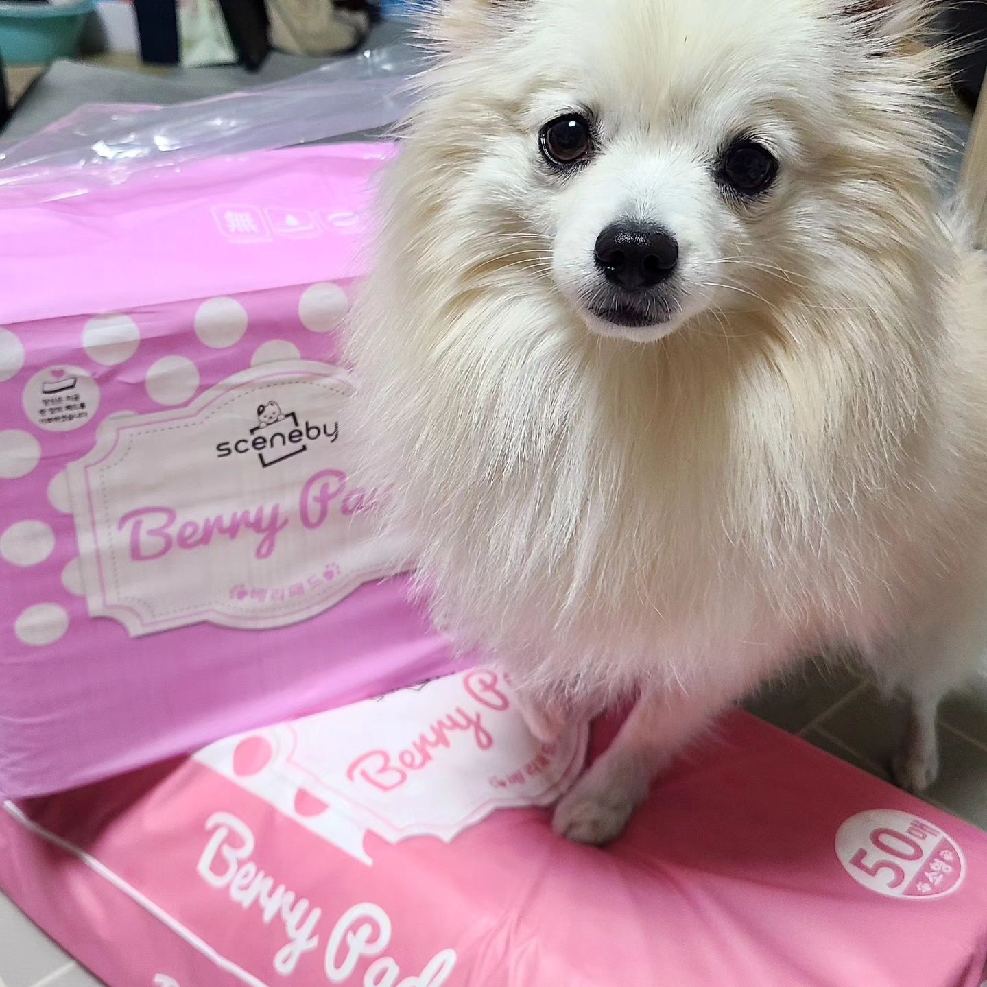 #협찬 #씬바이 #직원아님
찐빵이보다 빵맘이 더 좋아하는 씬바이🫶
찐으로 씬바이에게 반해버린 빵맘🙋‍♀️
끝까지 다 보는 분은 없을 것 같은데
애정을 담아 찍고 편집...ㅋㅋㅋ
(다 보셨다면 그대가 #리얼승자 )
#내사랑을받아줘 씬바이🌼

영상 길어서 못보는 분들을 위한 세줄요약
👉이건 그냥 써보세요
👉일단 한번 써보세요
👉진짜 좋다니까요⁉️

#고압축패드 라 흡수력이 끝짱남
#흡수력좋은배변패드 로 강추드림👏

본격 #쇼호스트 본업살린 #찐리뷰 ‼️
(➕️게시글의 영상을 참고해보세요😉)

-
씬바이 베리패드
🏷sceneby_official

-
#배변패드소형 #강아지패드 #애견패드추천