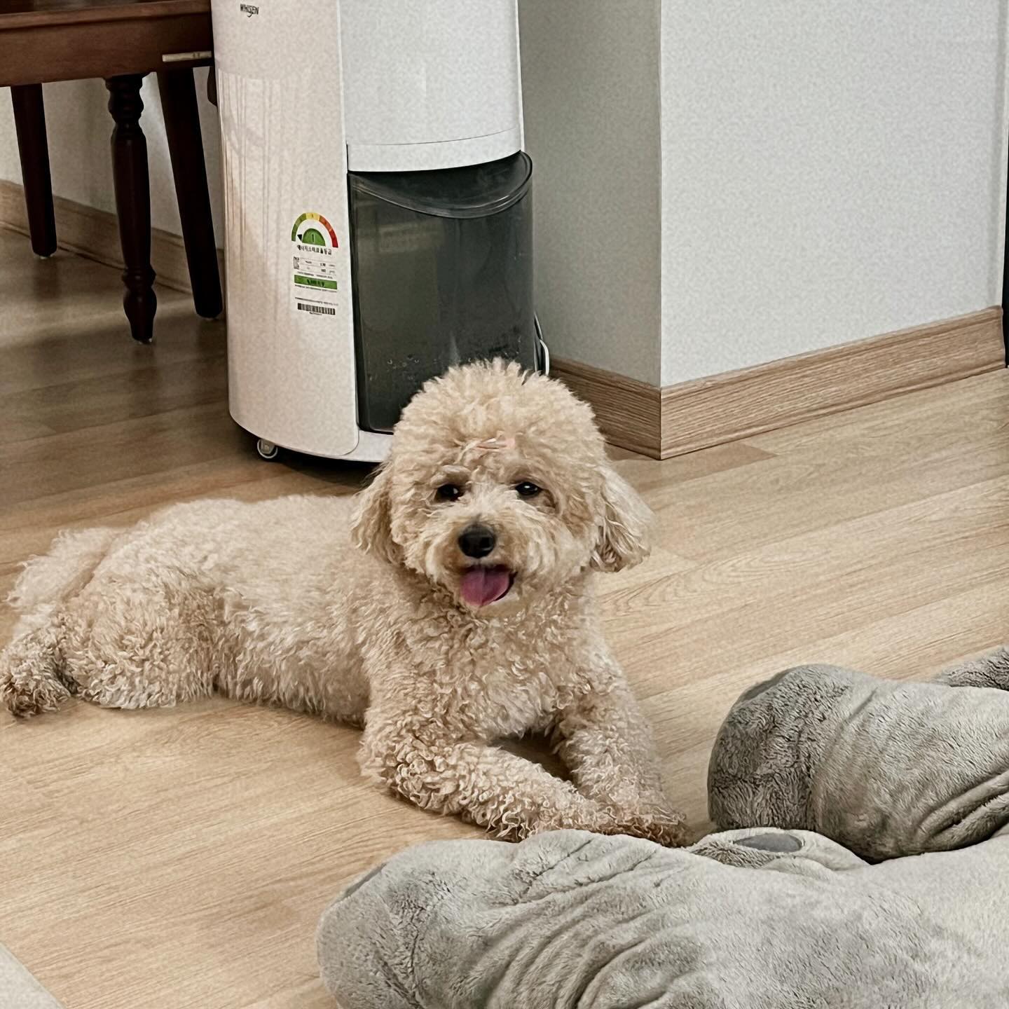 🏷️ 🤎

산책하다가
망고가 눈맞춤하니
너는 사랑스러운 존재야 
사랑해 ~ 건강하게~ 
많이 많이 행복해라 .ᐟ 

지나가시는 분들이 
이야기해주셔따 
울 망고 사랑듬뿍 받아서 
내마음도 
봄날처럼 따뜻한 하루 :)

#사랑