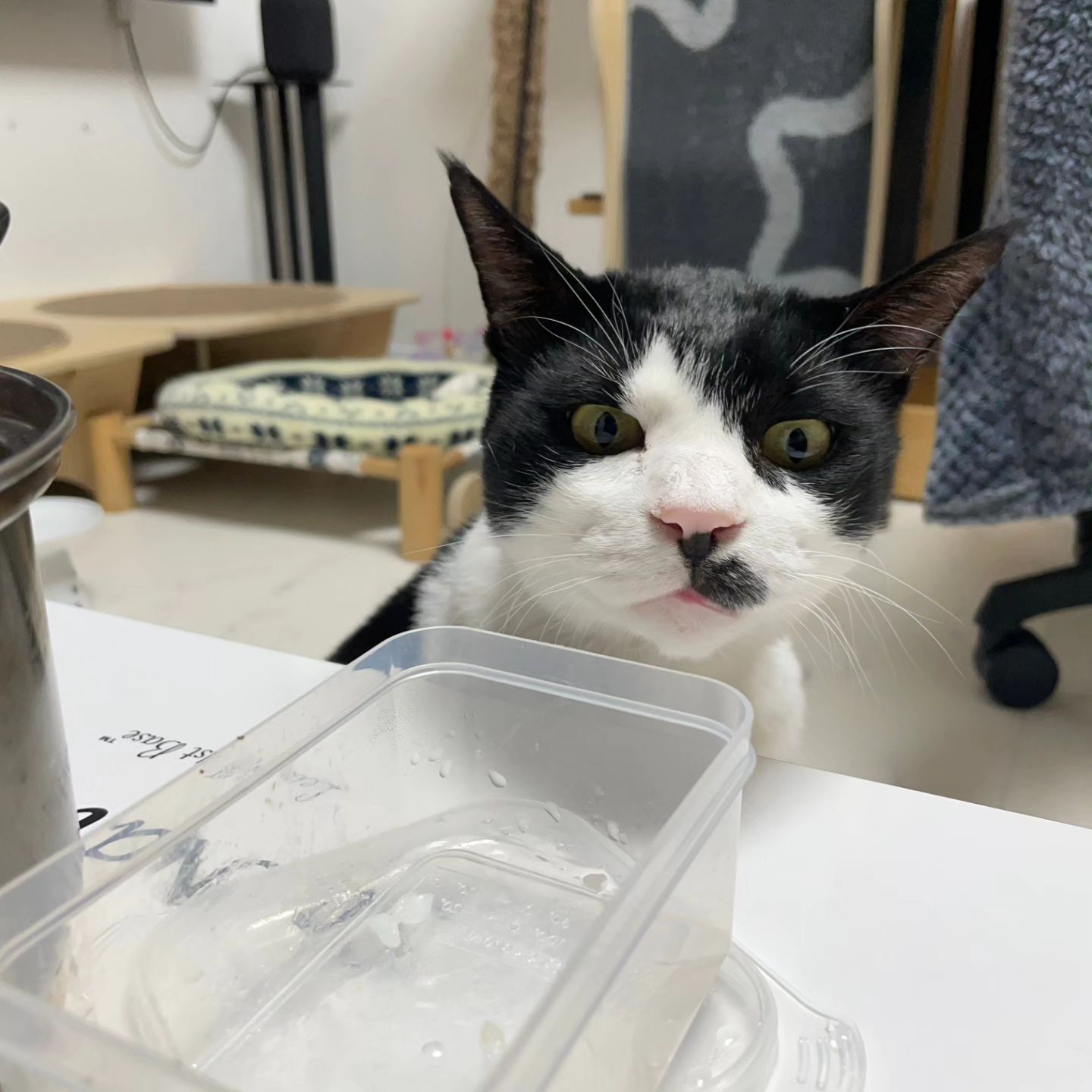 진짜 너는ㅋㅋㅋ

#대왕모카 #웃긴고양이 #밥상머리교육 #킁킁 #어림도없지
