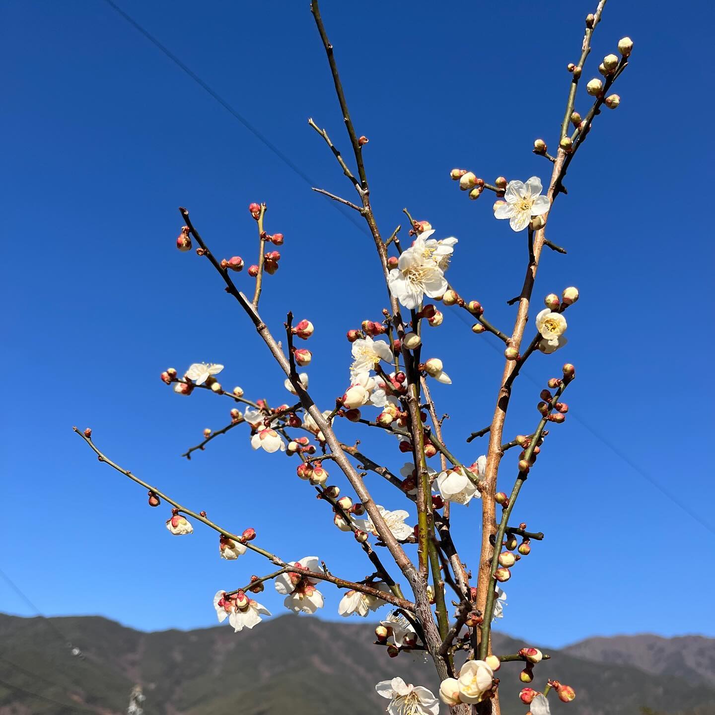 하동

광양매화축제 언저리에서 간접 매화구경 
하동의 즐거운 밤
신난 아가들 

#언제와도좋은 #하동 #수연제다