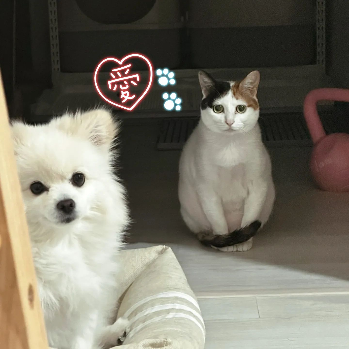말자💙모찌
마이웨이 같은 성격이 너무 똑같아서
우리집에서 가장 궁합이 잘 맞는 멍냥 말자&모찌
.
#모찌 #말자 #이모찌 #이말자
#다견다묘 #다견 #다묘 #강아지와고양이