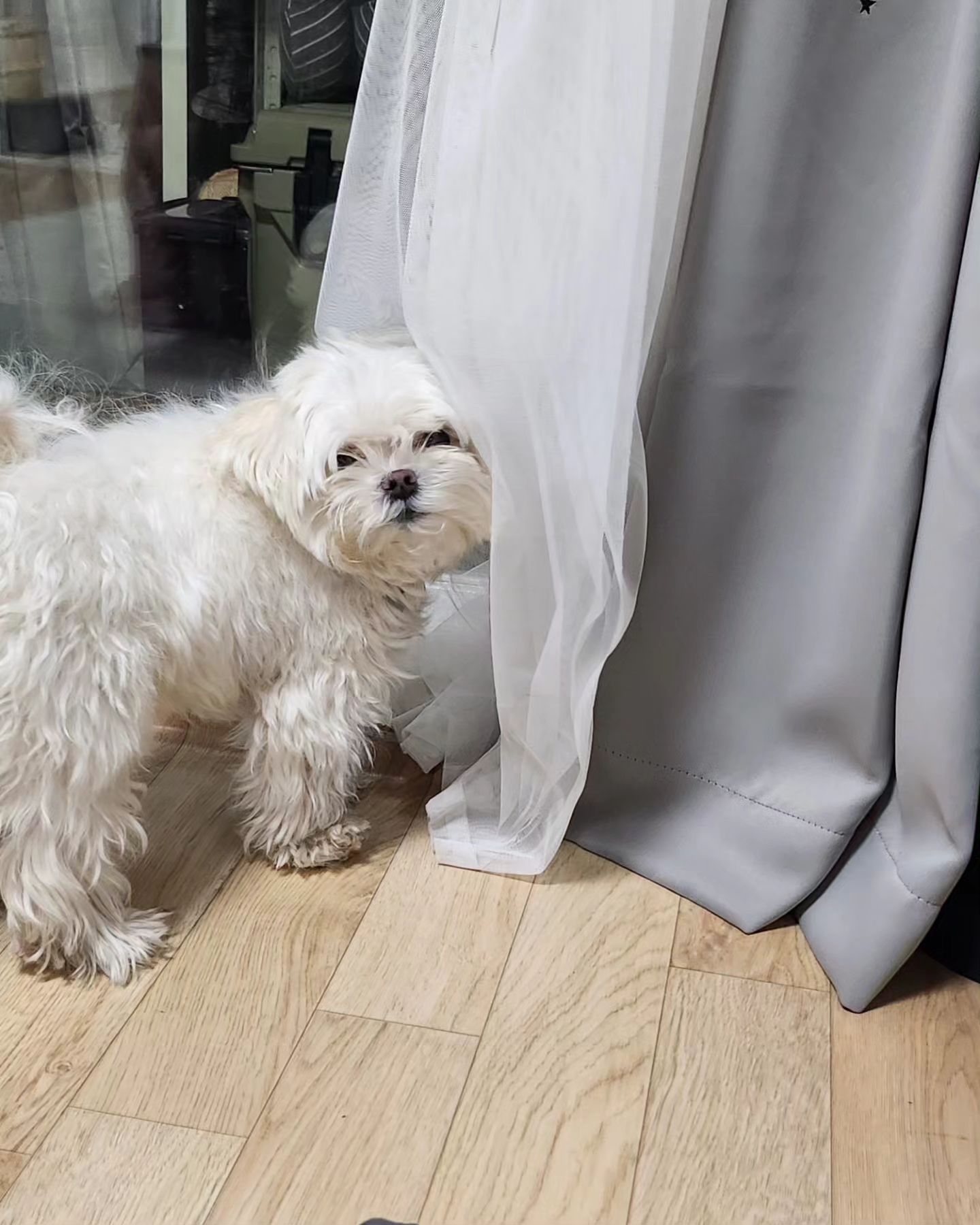 애미야 커텐 다 뜯기 전에 집에와라🤨

#직장인 #퇴근 #엄마도바라는것 #데일리두부

.
.
.
.

#일상 #일상스타그램 #데일리 #데일리그램 #instadaily #dailygram #instapet #petstagram #puppy #멍팔 #댕팔 #선팔 #맞팔 #fff #l4l #f4f #follow #강아지 #멍스타그램 #댕스타그램 #instagood #photooftheday #selfie #instagram #인스타그램