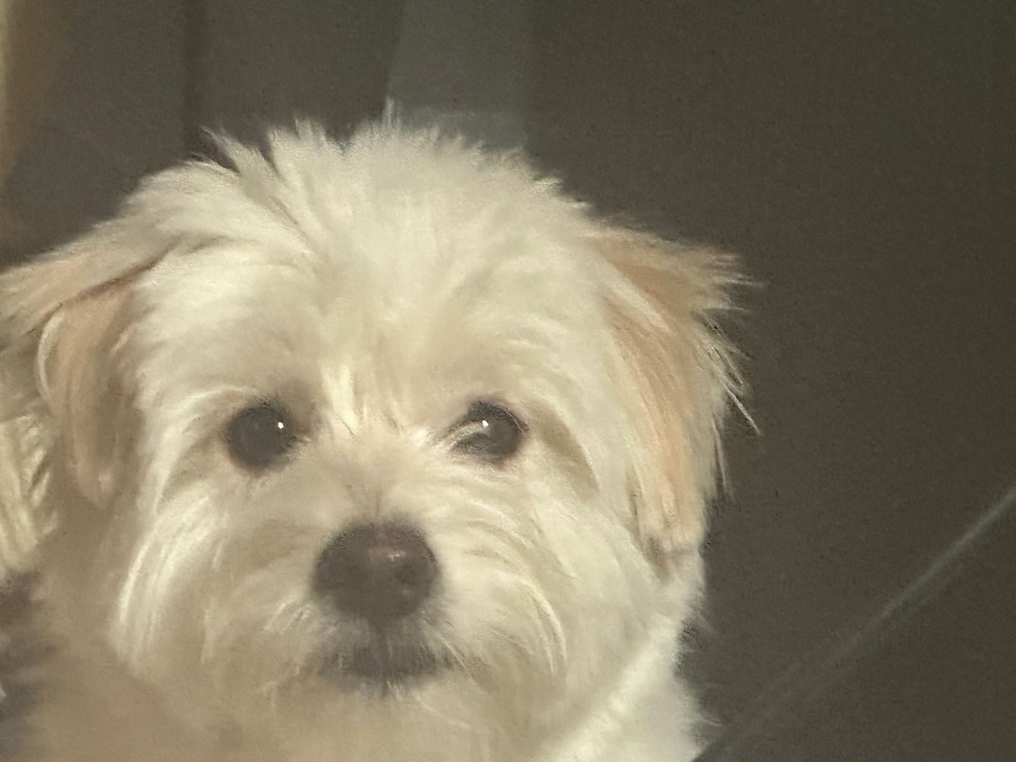 우리 살구 너무 보고싶다아🍑🐶❤️