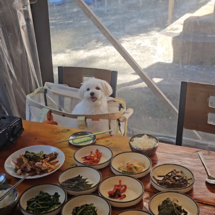 봄이랑 행복한시간🩷

언제가도 넘 좋은 용문산 !
등산전에 항상 들리는 단골집🐶

#봄이스타그램 #말티즈#용문산 #애견동반식당 #강아지일상 #개엄마일상 #강아지스타그램 #지난피드올리기