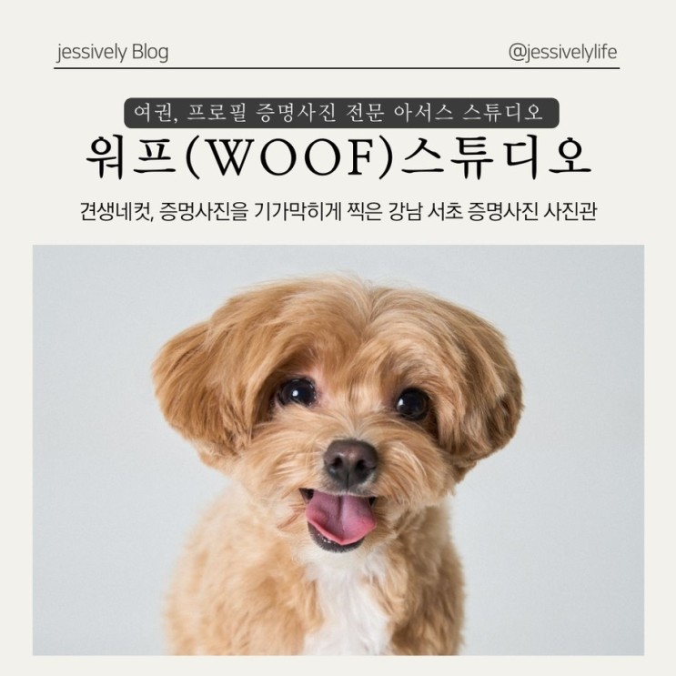서울 강남 서초 인생 여권 증명사진 프로필 사진관에서 하는 견생네컷 (woof) 워프스튜디오 증멍사진