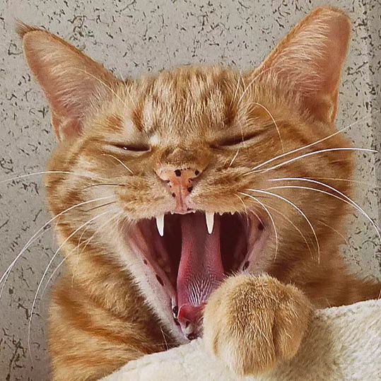 고영이 모음.zip

1 고영이 헷바닥이 따가운 이유
2 그루밍 하느라 삐죽 솟은 터레기
3 물개수염
4 킹받는 동공
5 마동석행님급 왼팔문신
6 고염이 수염은 사실 검흰 랜덤임
7 잘 때가 제일 구엽