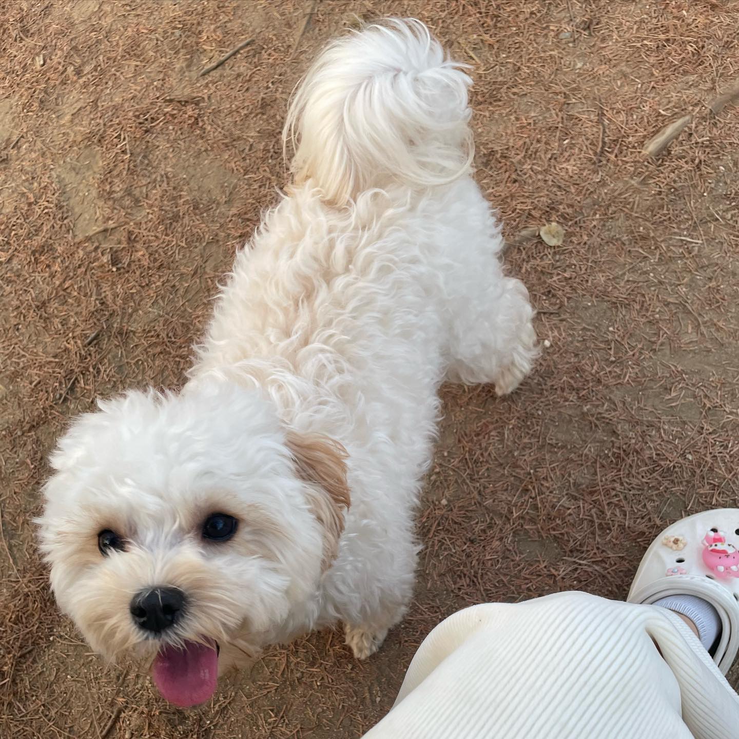 공원만 다녀오면 집에서 기절🐶