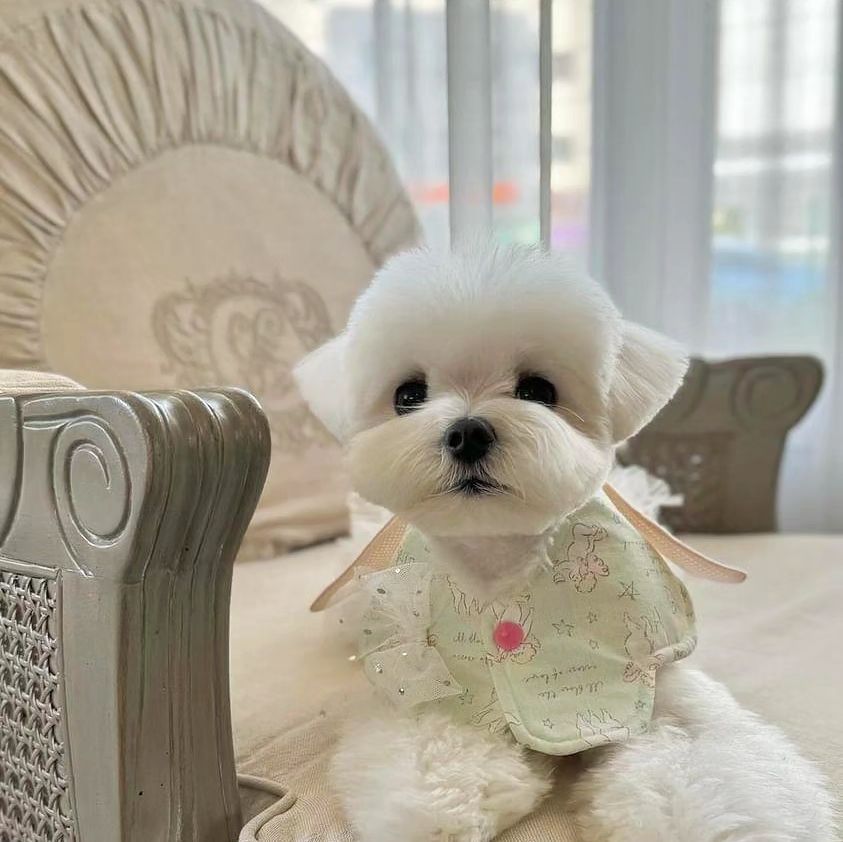나의 사랑을 받아라~~😍
천사 날개가 달려 귀여운 큐피드 케이프🩵