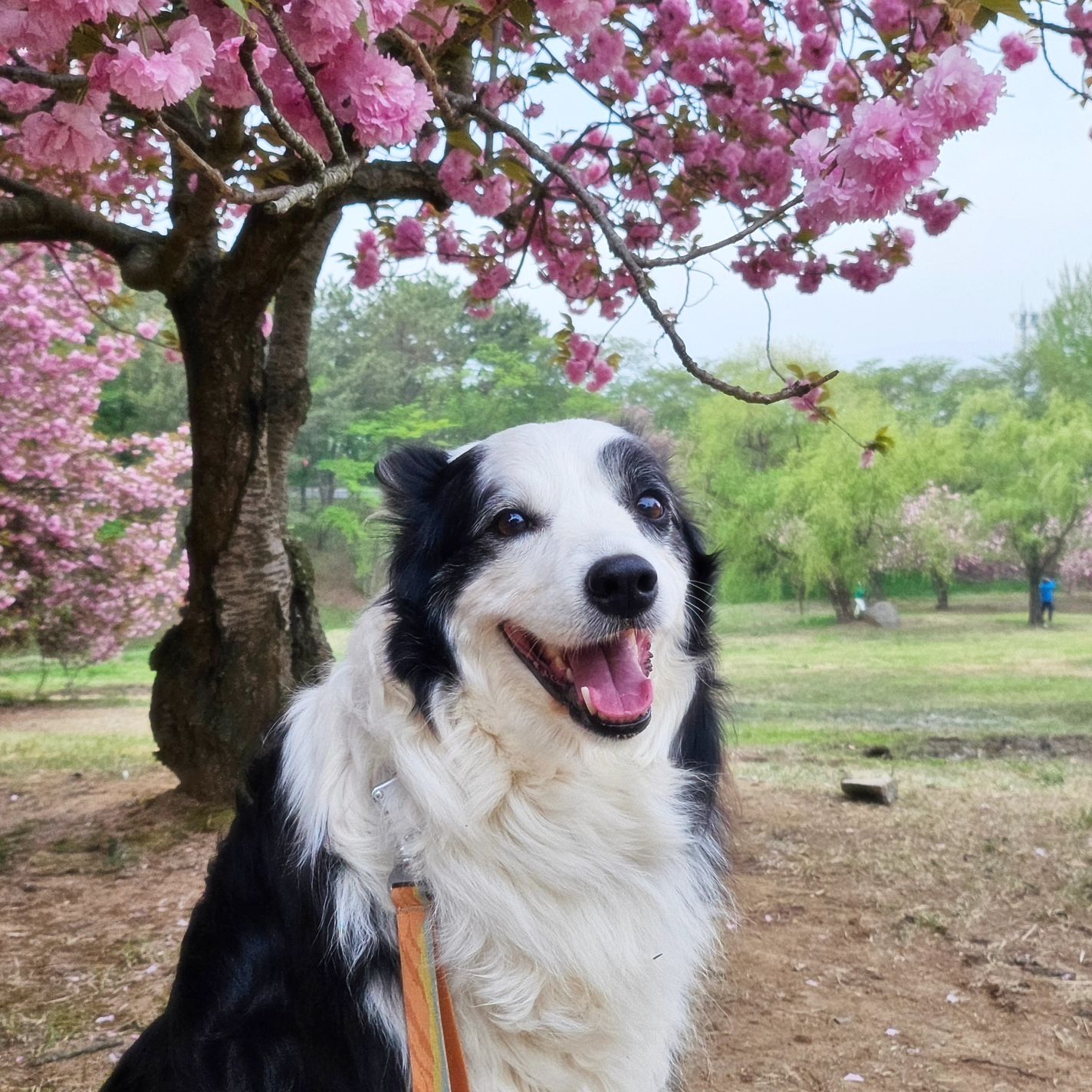 올해는 못해줄 뻔한 꽃개샷🌸🐶
.
.
.
올해는 미세먼지에 할마미 현생이 바빠
폰카로 대충..🥲
쌀여사님 10번째 봄, 이렇게 끄-읕😉
.
#덤보리하우스🏡 #오랜만에 #겹벚꽃 #해도안떴는데사람이마이많은거실화 #후딱찍고도망 #꽃개 #쌀여사