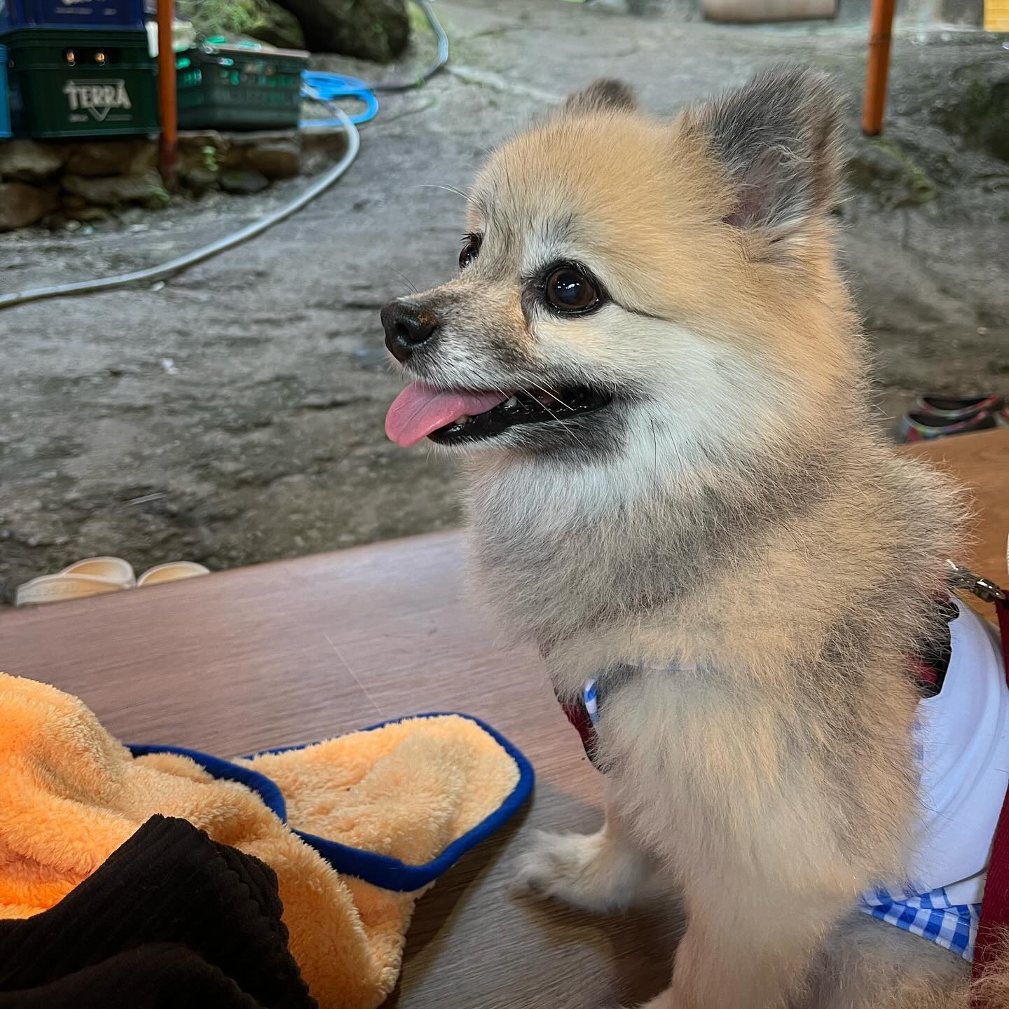 여름에는 오리고기에 물놀이자나 〰️〰️🐶