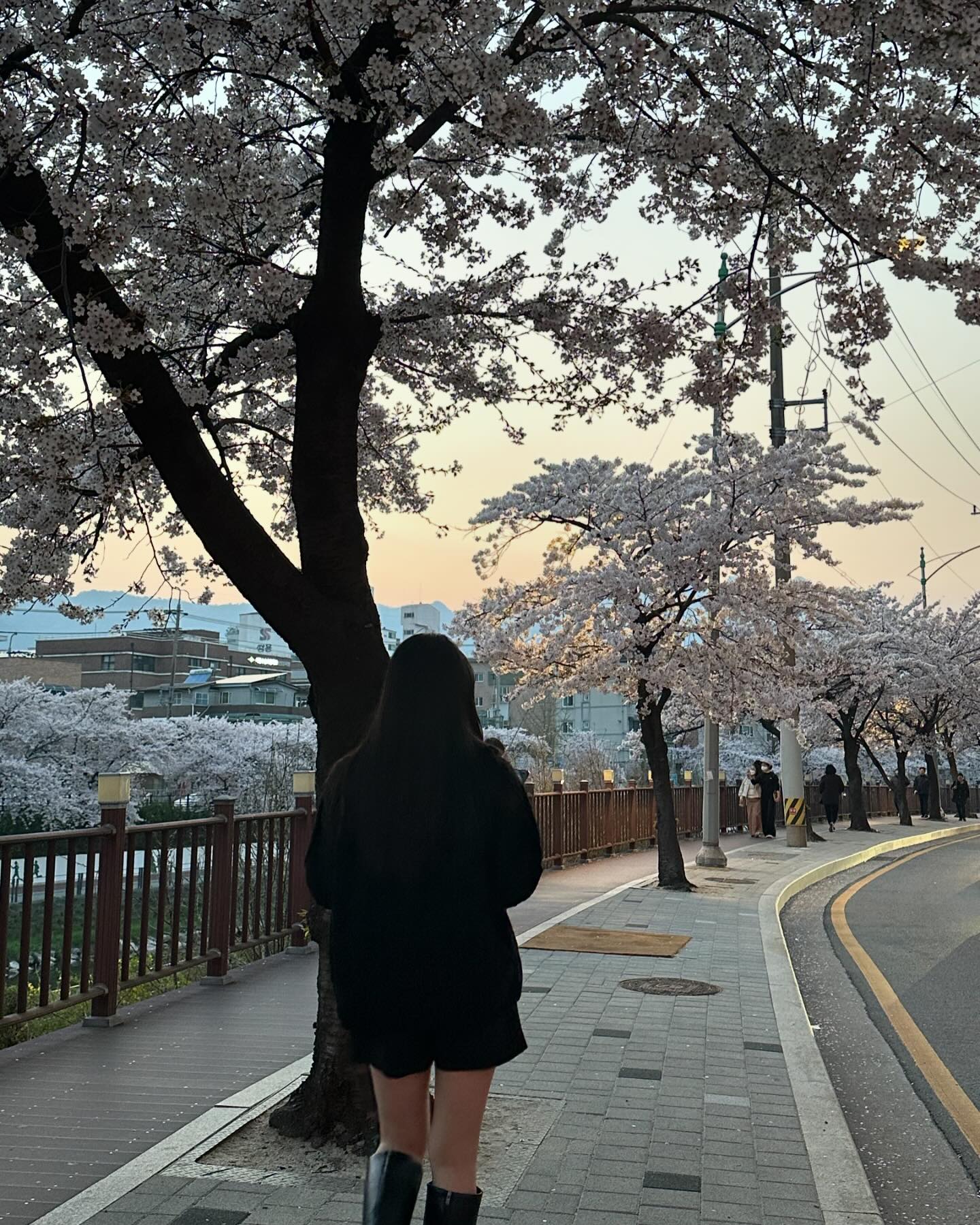 사람들 많이 없는 우이천 벚꽃길 우리집앞 
유일한 자랑거리 (?)ㅋㅋㅋㅋ 
#우이천 #우이천벚꽃 #벚꽃명소