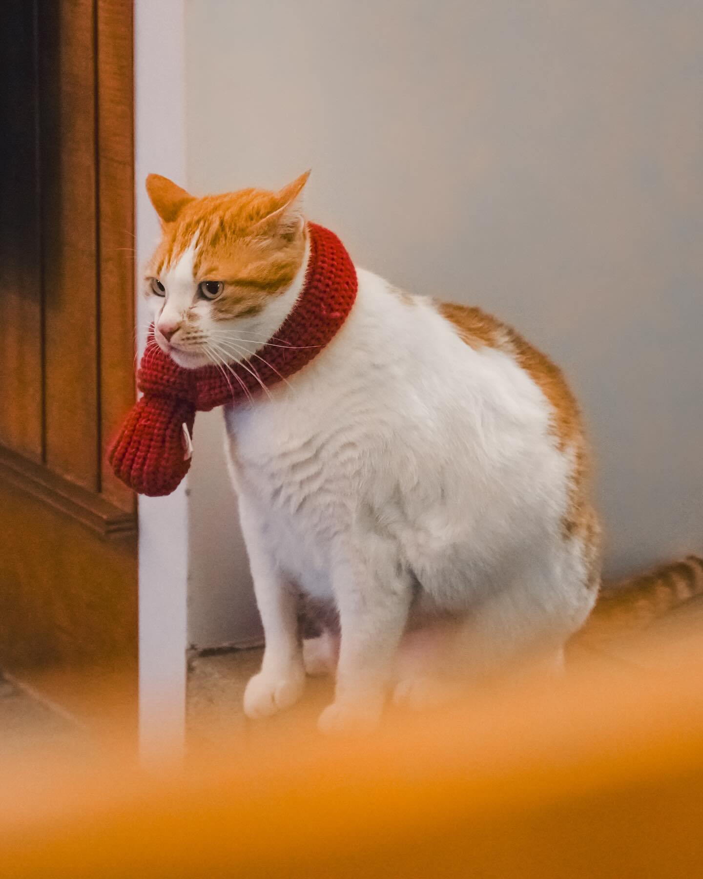 2024년 첫 사진은 역시......🐈
올해는 제가 아는 모든 사람들이 건강했으면 좋겠어요.
저는 코로나도 감기도 모두 피해 가더라구요.
방심하지 말고 따뜻하게 입고 다닙시다!