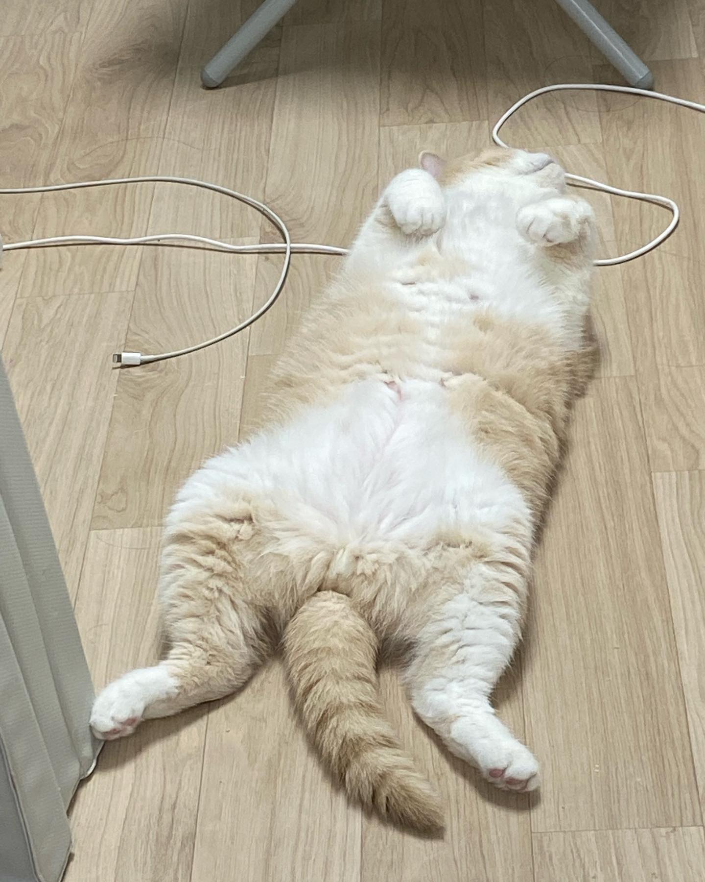 만쥬,돼냥이 또는 뚱냥이