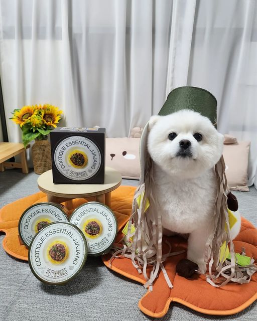포메라니안 모찌깜찌 on Instagram: "#협찬 쿠티크 안먹어봤음 말을말어~😎

이번에 삼양에서 짜장라면이 새로 나와써🍜
그 이름은 바로 ▶️ 쿠티크 에센셜 짜장
(라면은 사람이 먹는 라면이야 🤓 댕댕이꺼 X)

우럼마 먹는다구 라면 비비는데,
냄새가 와~~~~🐷
🐽 돼지들 짜장라면에
코박고 난리칠 뻔 했쟈나?ㅋ

🍜 쿠티크는 
촉촉 + 부드러운 "건면" 으로 된
▶️ 짜장 라면 ◀️ 인데,
꼬불거리지 않구 직선형이어서 면 식감이
옴청 신기방기 하더라구 🍜

· 소스가 가루가 아니라서 담백💘
· 후레이크도 커서 씹는 맛 일품 💘
· 기름지지 않아서 먹고 덜 부대껴💘

우럼마 바로 한컵 완면 때려부려짜누ㅋ
(동영상 봐바🤓 완전 맛있겠지?)

🍜🍜 우리 찌찌들은 옆에서 같이 받은
[ 쿠티크 노즈워크 ] 로 같이 
" 쿠티크 먹슐랭 " 먹방 찍어불였어 😎🤟🏻

📍
⭐ 중요한건 1월 출시 기념으로 행사중❤
✔️ 편의점, 마트, 할인점에서 모두 만날 수 있도
✔️ 편의점에서는 2+1 행사중이다 ! 개이덕ㅋ

.
.
.

#제품제공 #쿠티크 #쿠티크에센셜짜장 #쿠티크노즈워크 #COOTIQUE #짜장라면"