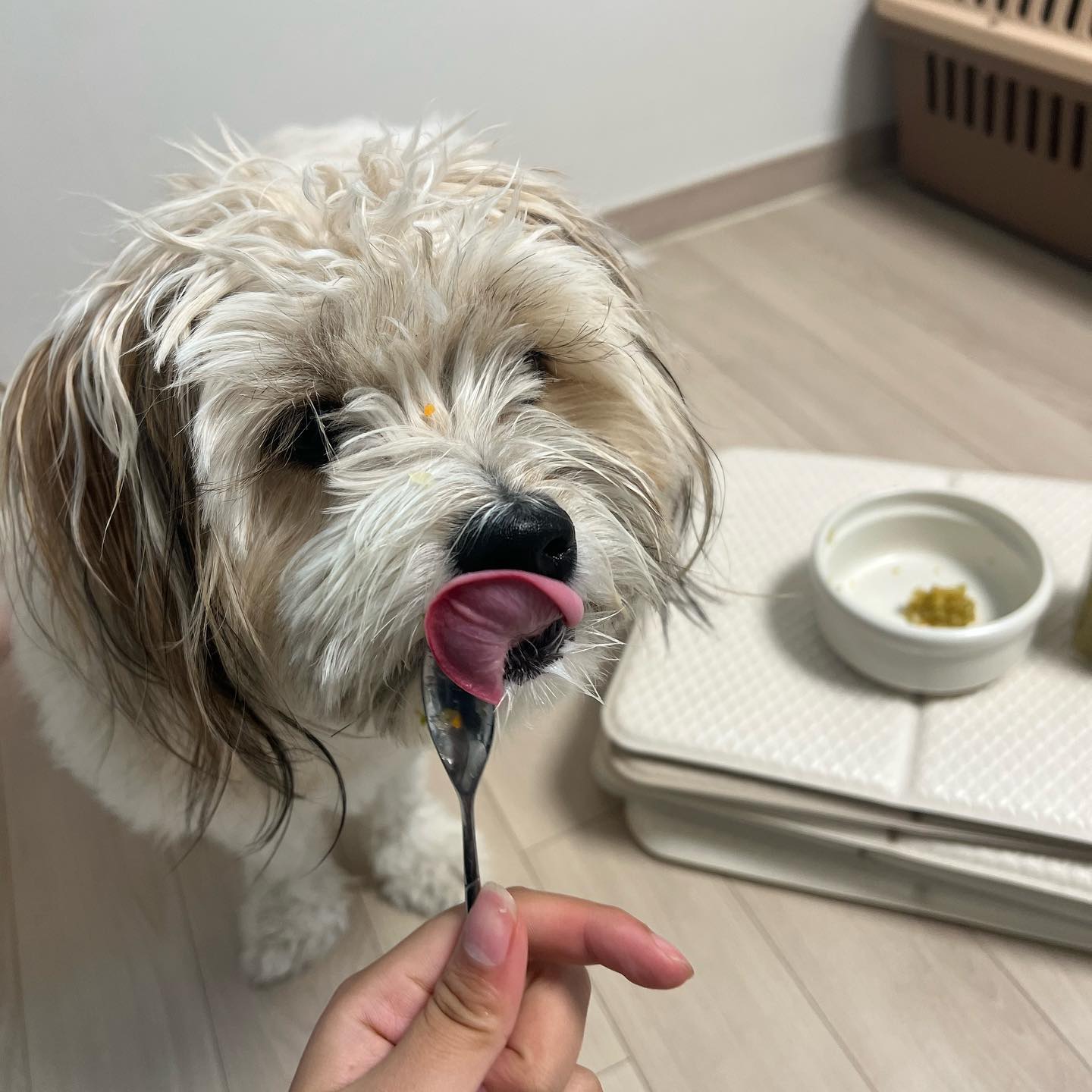 발효야채가 맘에 든 모양이다