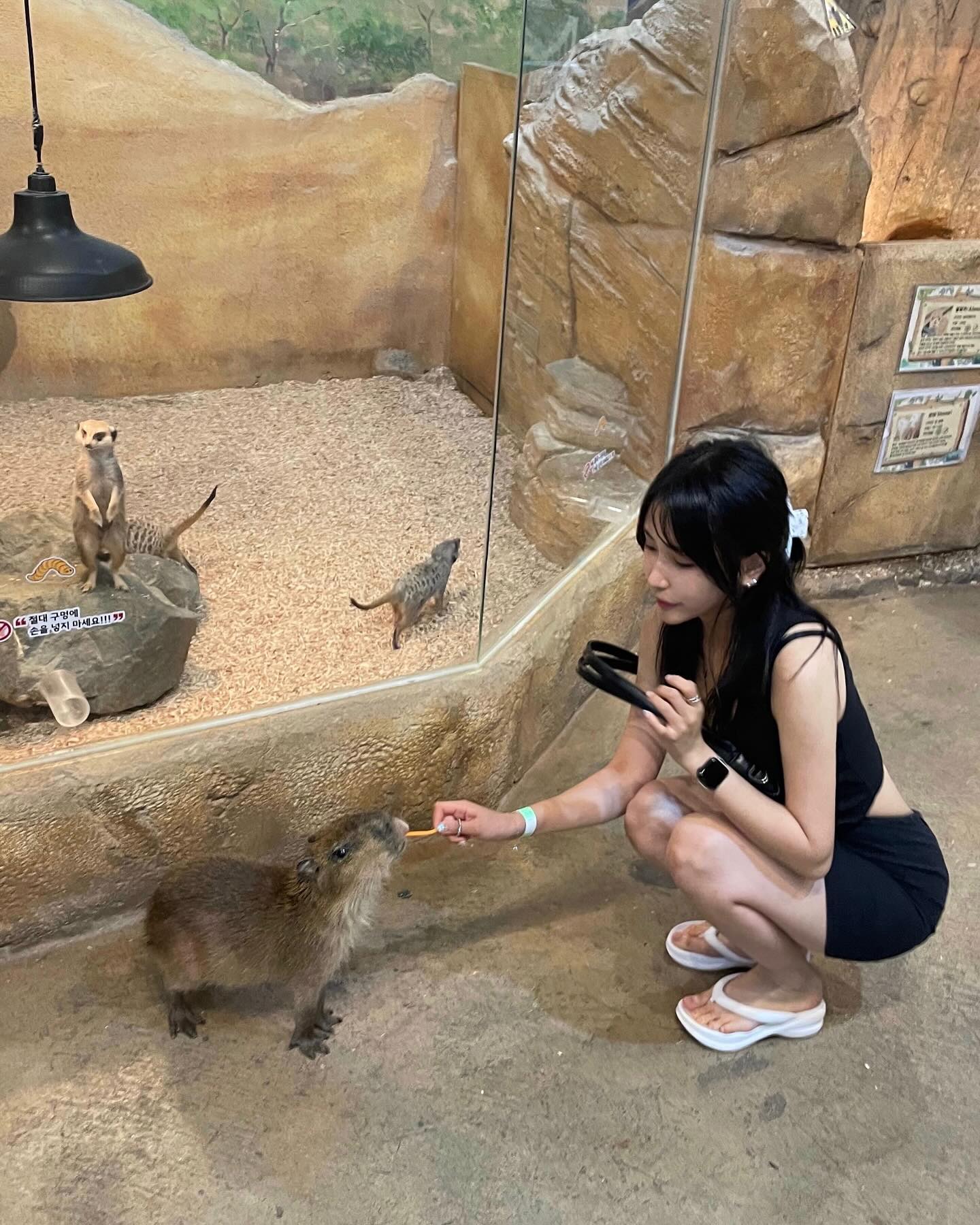 카피바라 진심녀