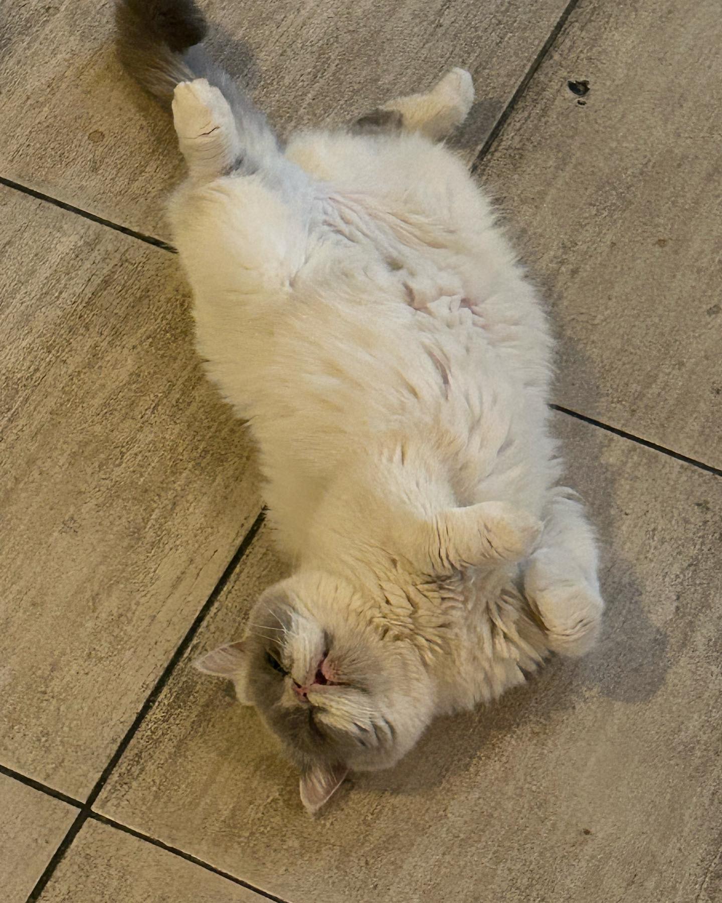 심장뿌셔 지구뿌셔🐈🐈‍⬛🐾