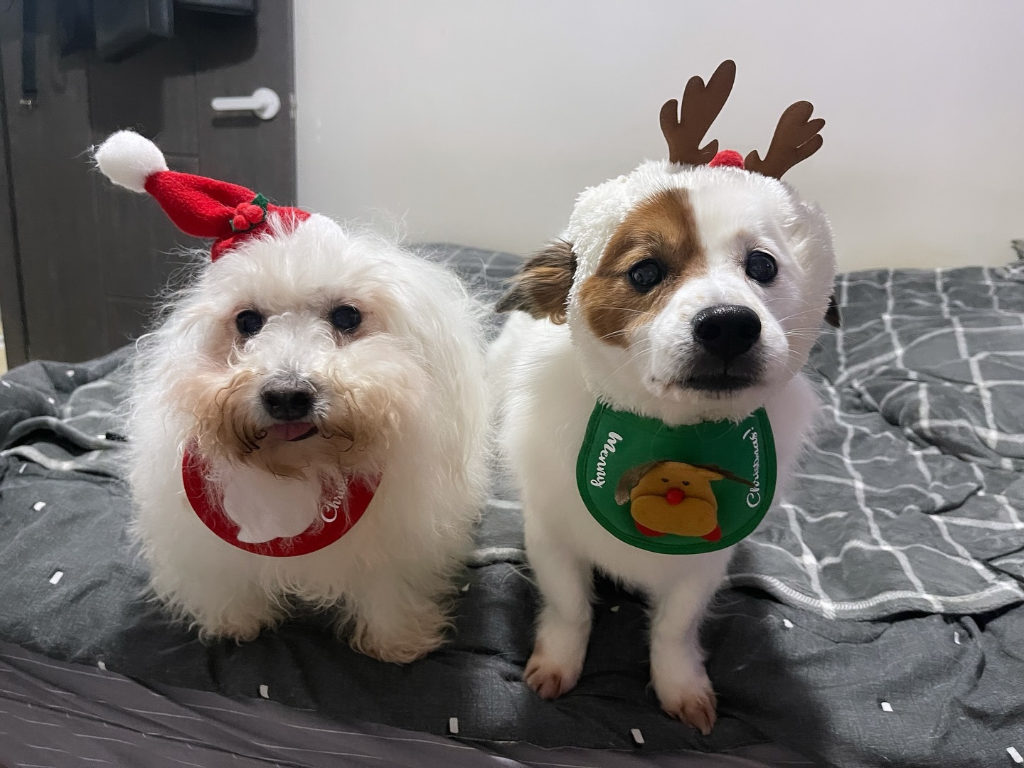 Merry Christmas🎄

유기견 보호소 봉사하고나서 우리 아가들도 크리스마스 꽃단장 ㅎㅅㅎ