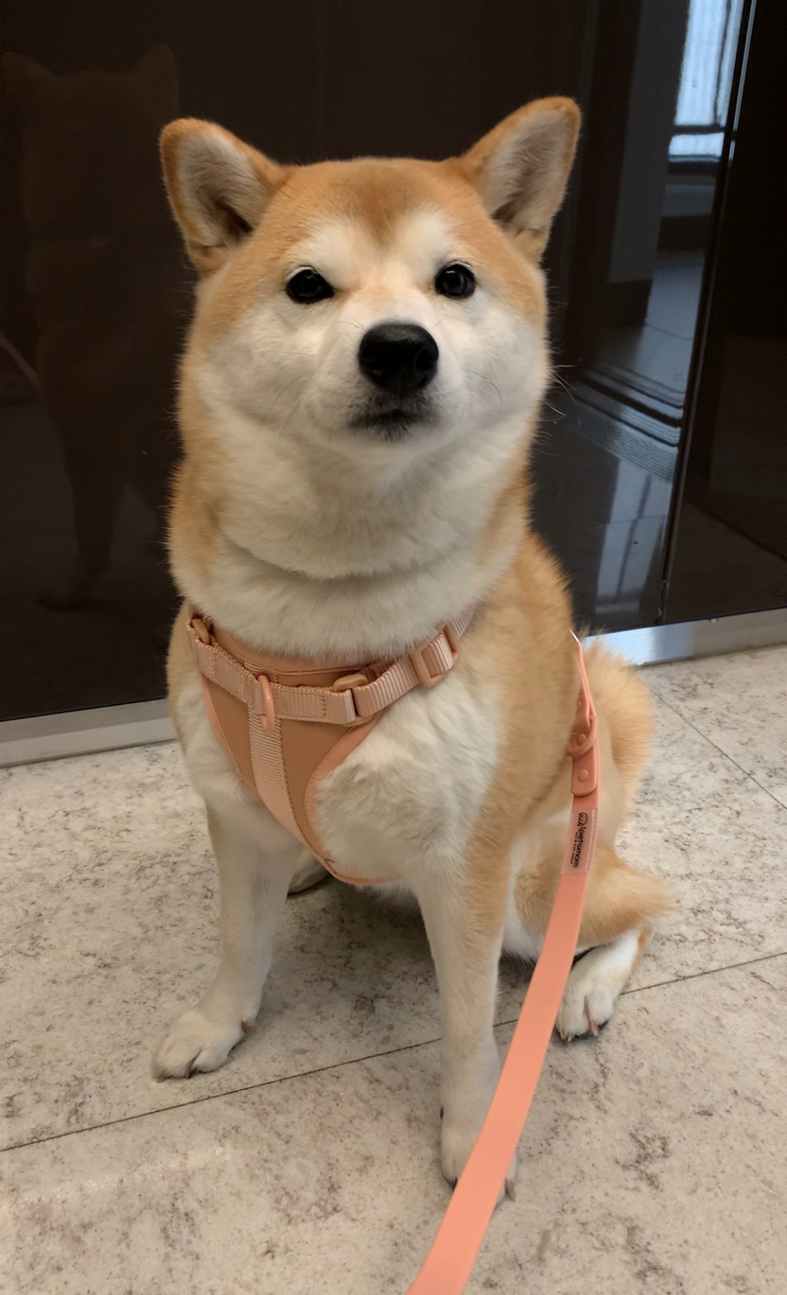 [아이펫스맘] 강아지 하네스