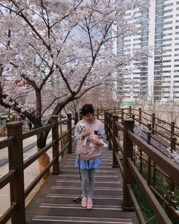 벚꽃🌸

어제보다 더 풍성해진 집 앞공원 벚꽃..
감자랑 유리랑 산책🐶👩

이쁘네~ 내 사랑들🫶🫶

#벚꽃