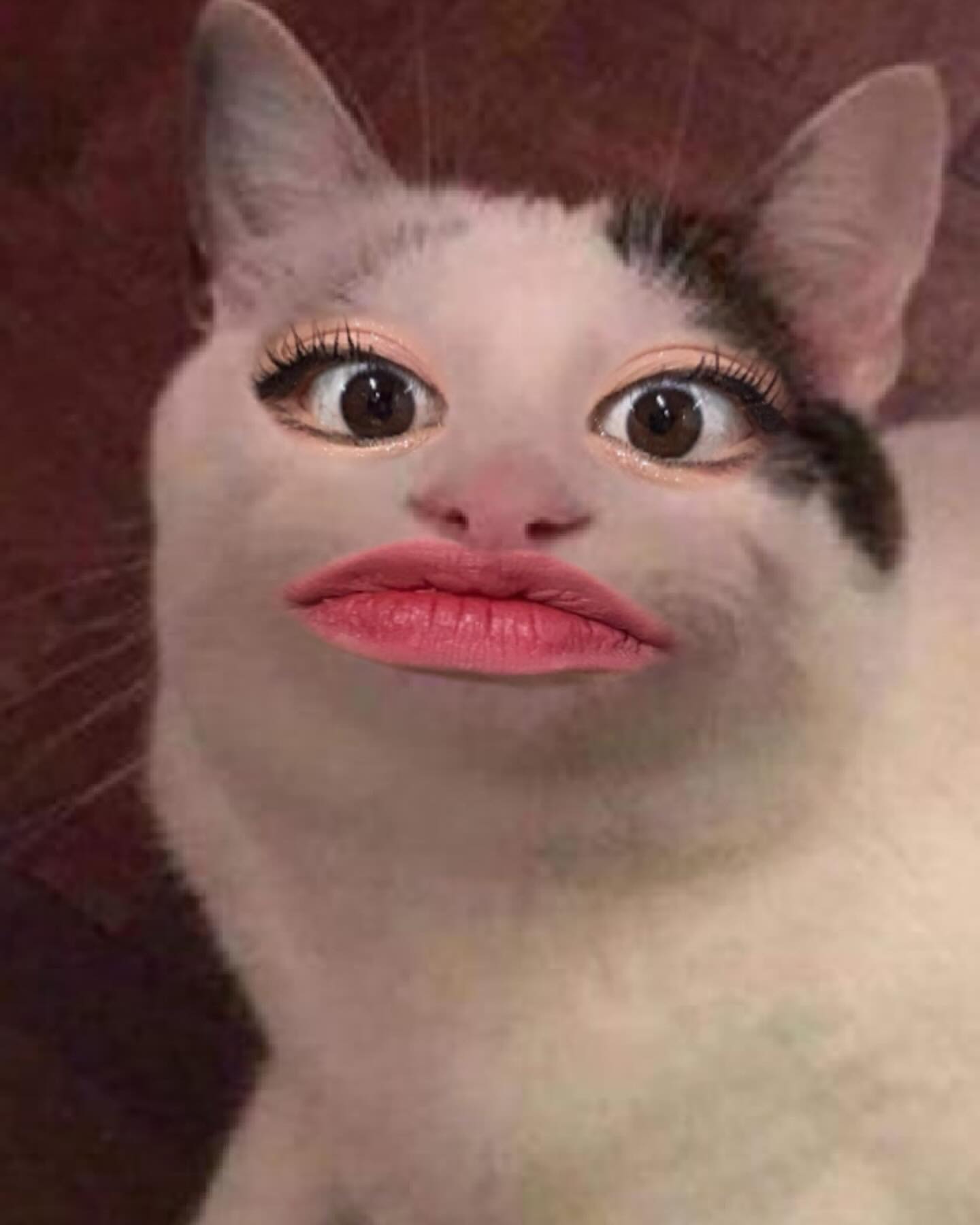 😾