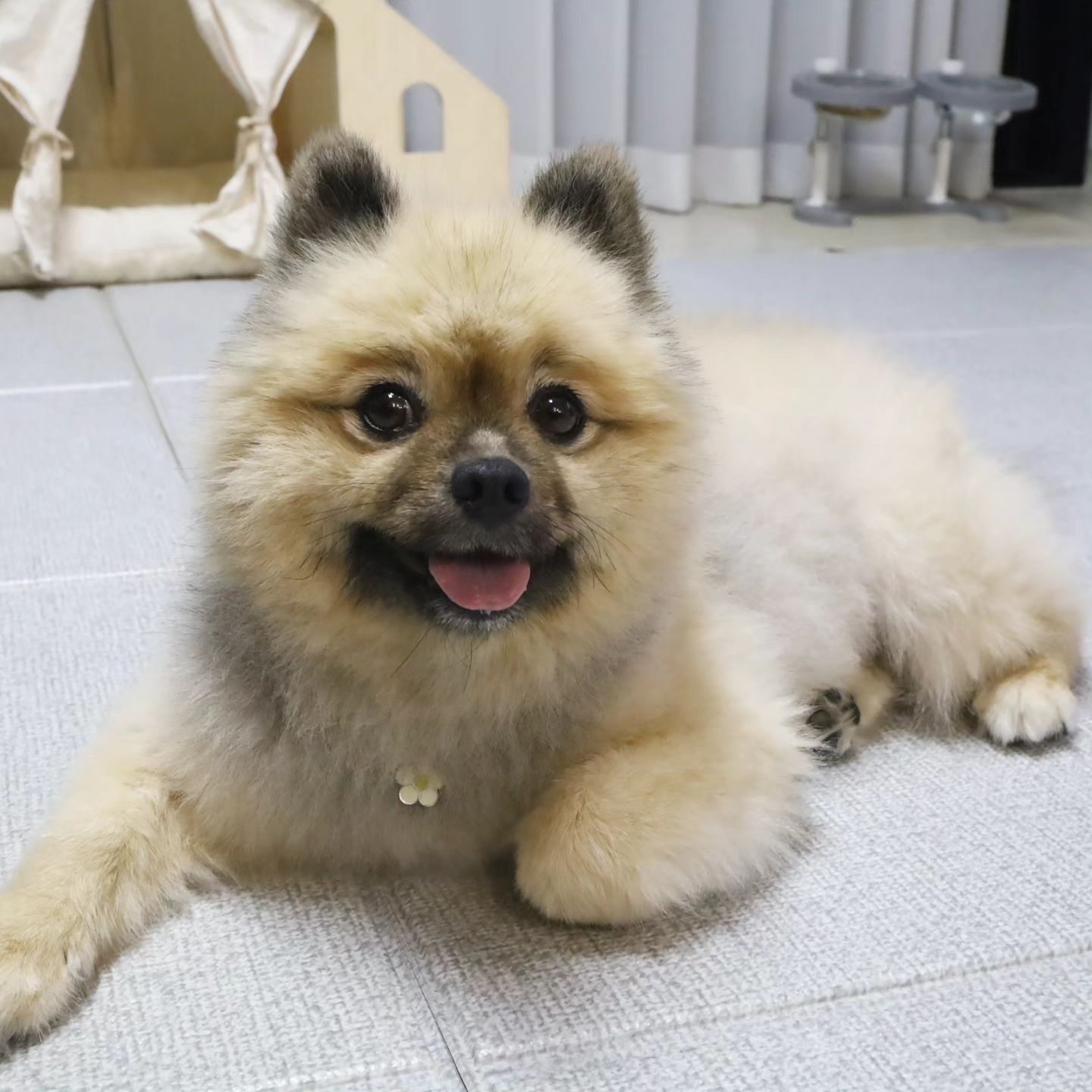 #제품제공 #협찬
나 정럭키 갑자기 아픈 후로 식욕이 도는지
밥이랑 물도 많이 먹고 건강에 힘쓰는 중 💪🏻💪🏻💪🏻

멈무들 아프면 속상하니
슬개골 관절 건강을 위해선
새련된 디자인의 강아지매트 퍼핑매트로 장착 !!!

러그형, 폴딩형, 복도형, 롤매트형 다양하고
디자인도 엄청 많아 ❤️

미끄럼방지 논슬립은 기본
펫테리어 완성까지 모두 맘에 들어 🫶🏻

#퍼핑 #펫밀리 #퍼핑서포터즈 #퍼핑강아지매트 #강아지매트 #펫매트 #퍼핑매트 #롤매트